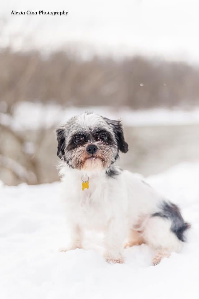 Merry, adopted, Adult Female Shih Tzu.