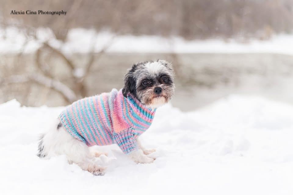 Enlarge Merry, an adopted Shih Tzu in Drumbo, ON image 2/4