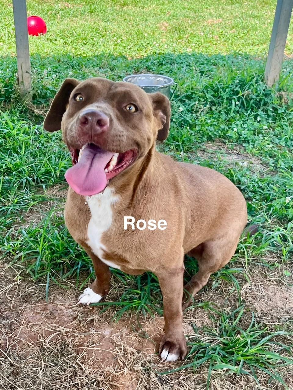 Rose