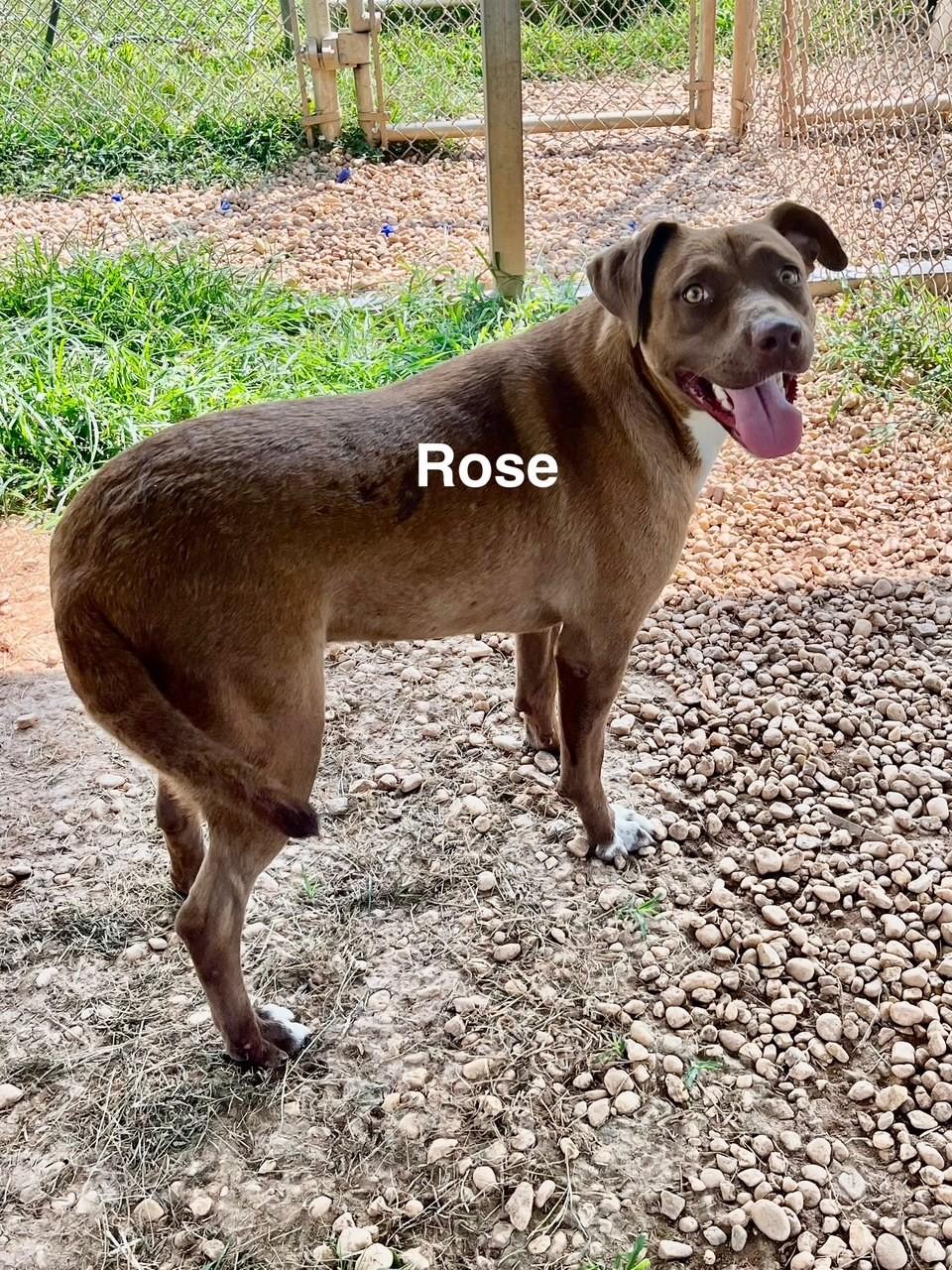Rose