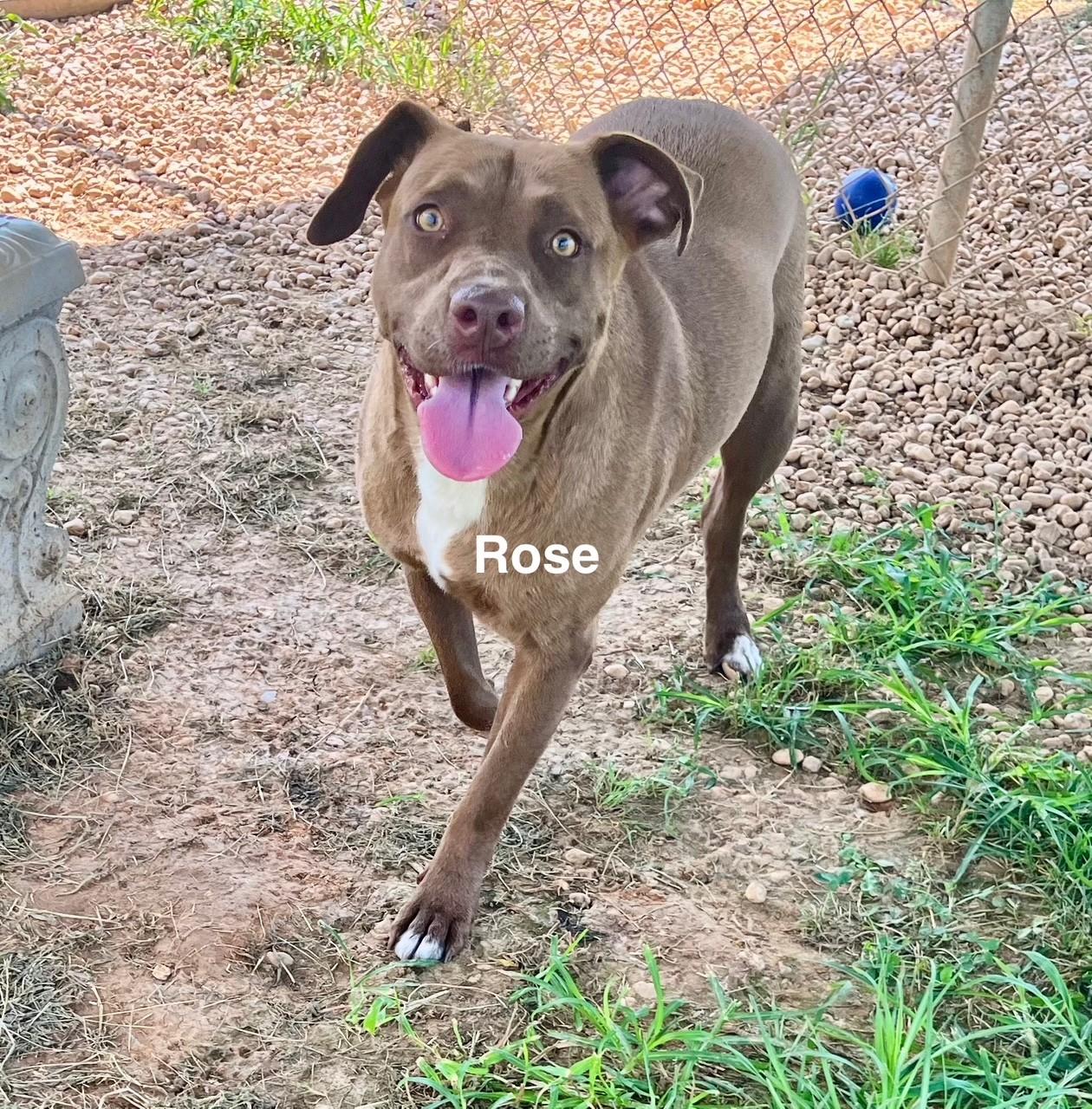 Rose