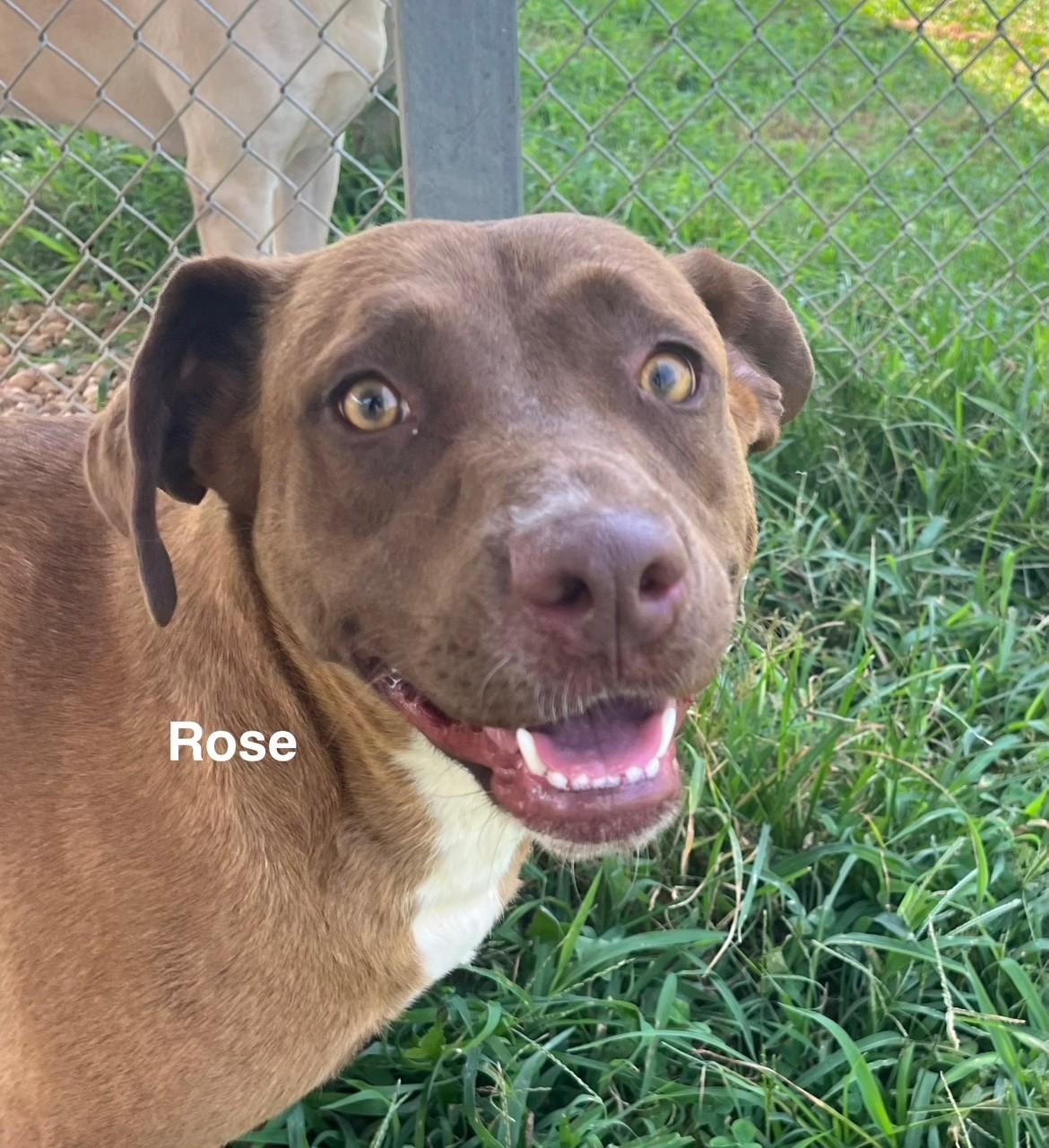 Rose