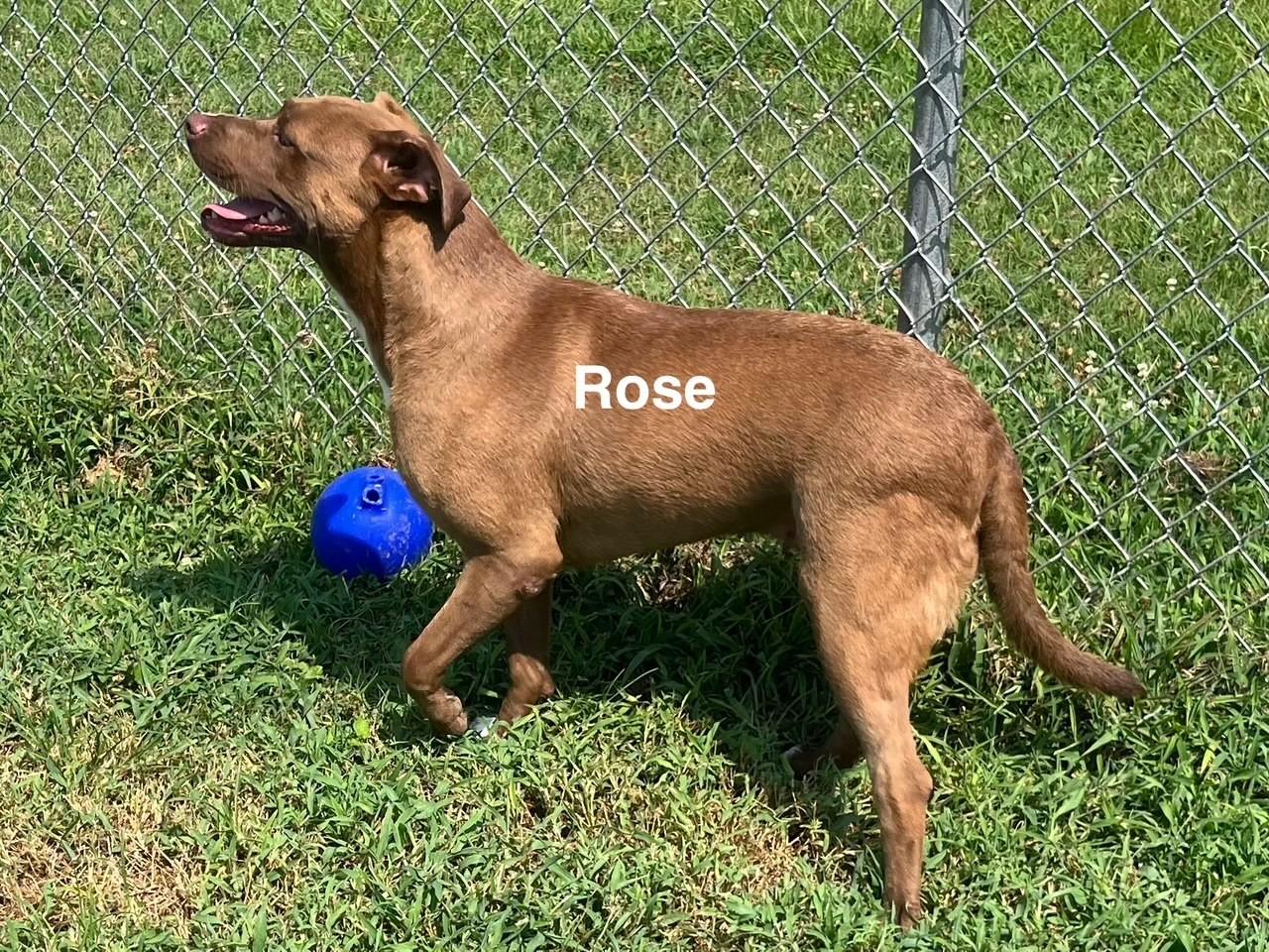 Rose
