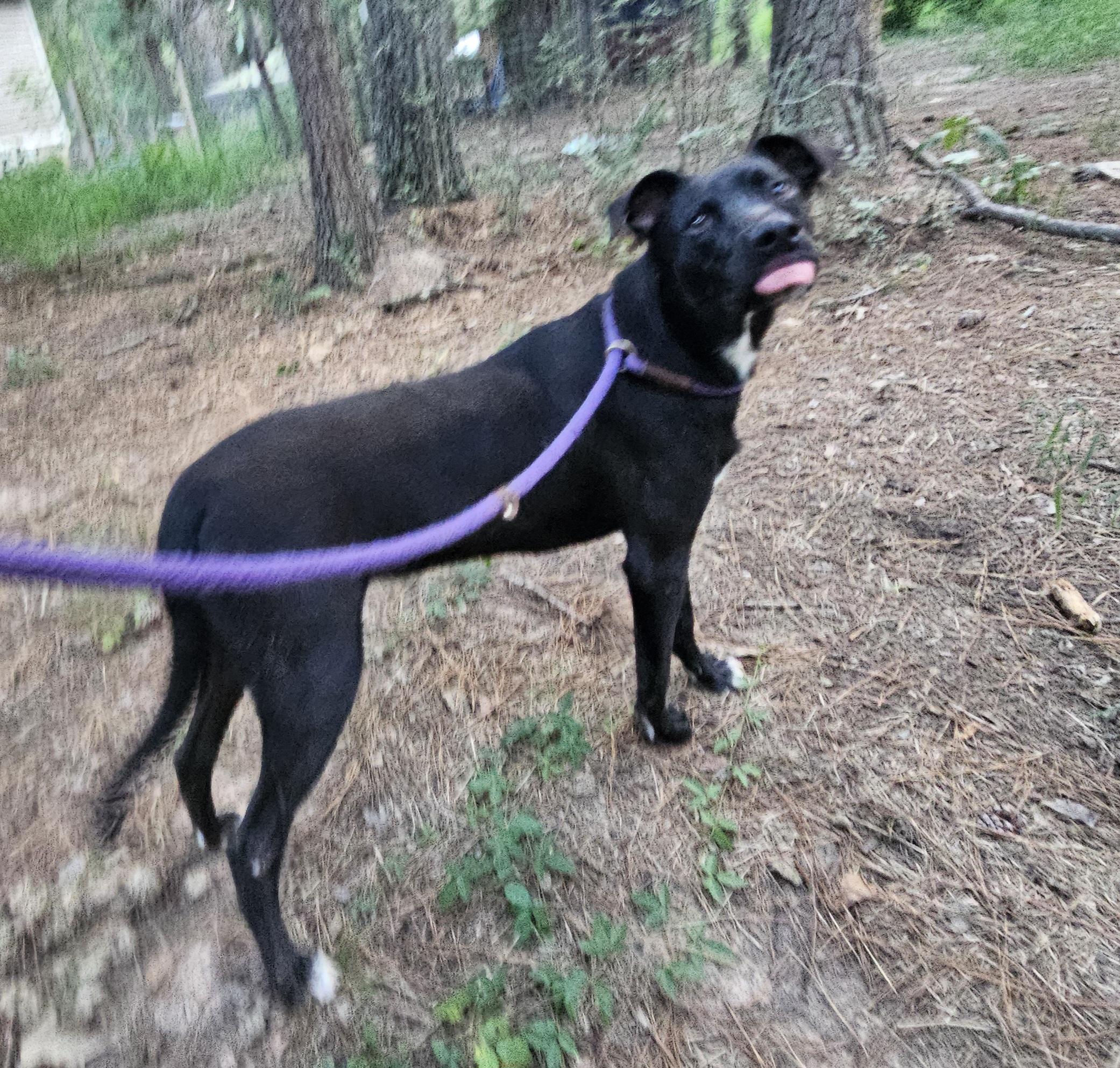 Dog for adoption - Gibby - NY, a Black Labrador Retriever Mix in Dix ...