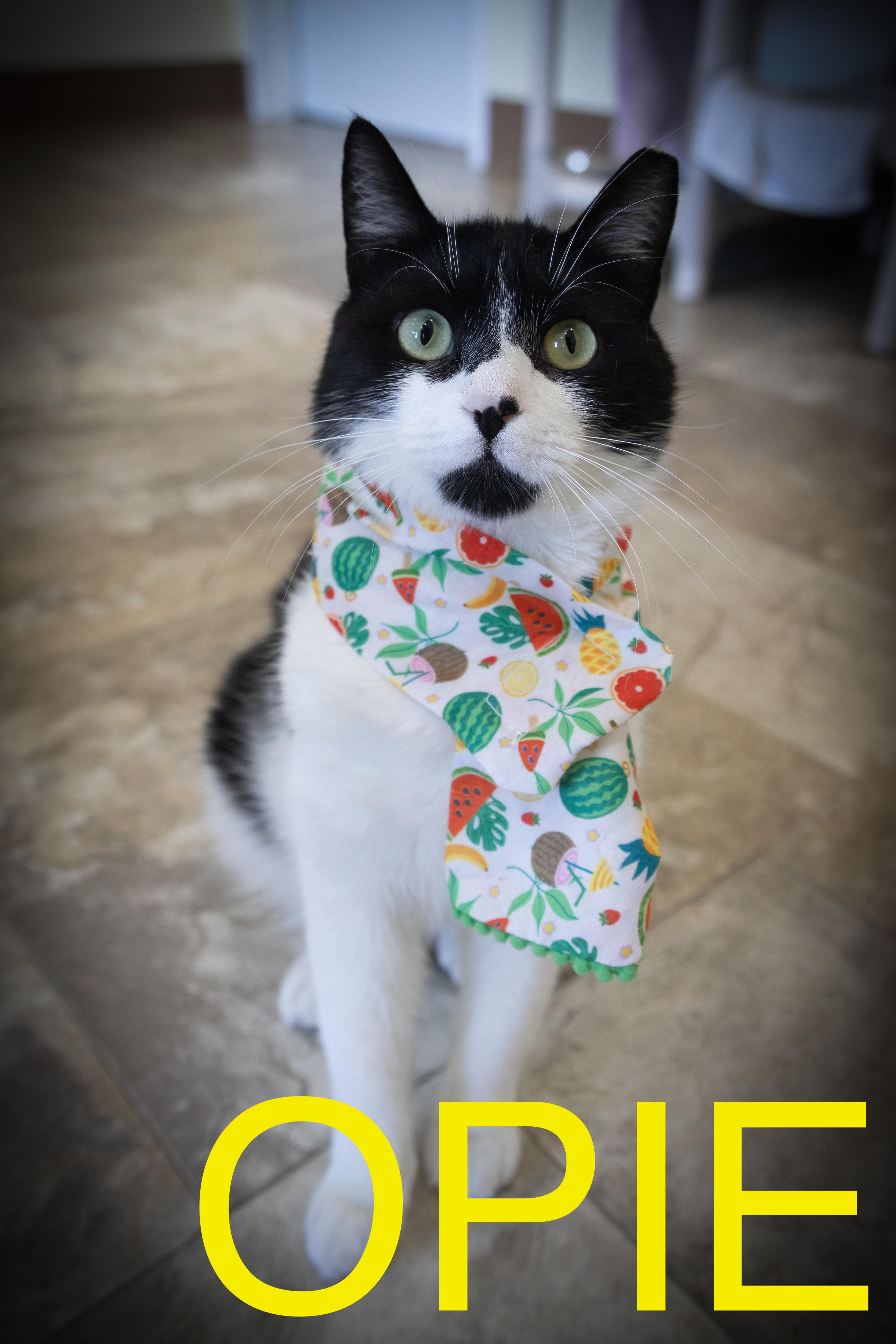 Opie (FCID# 05/12/2025 - 55 Trainer)