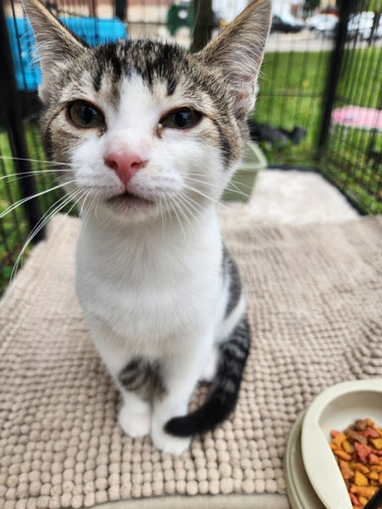 Enlarge Tude, a Adoptable Tabby in Logansport, IN image 1/1