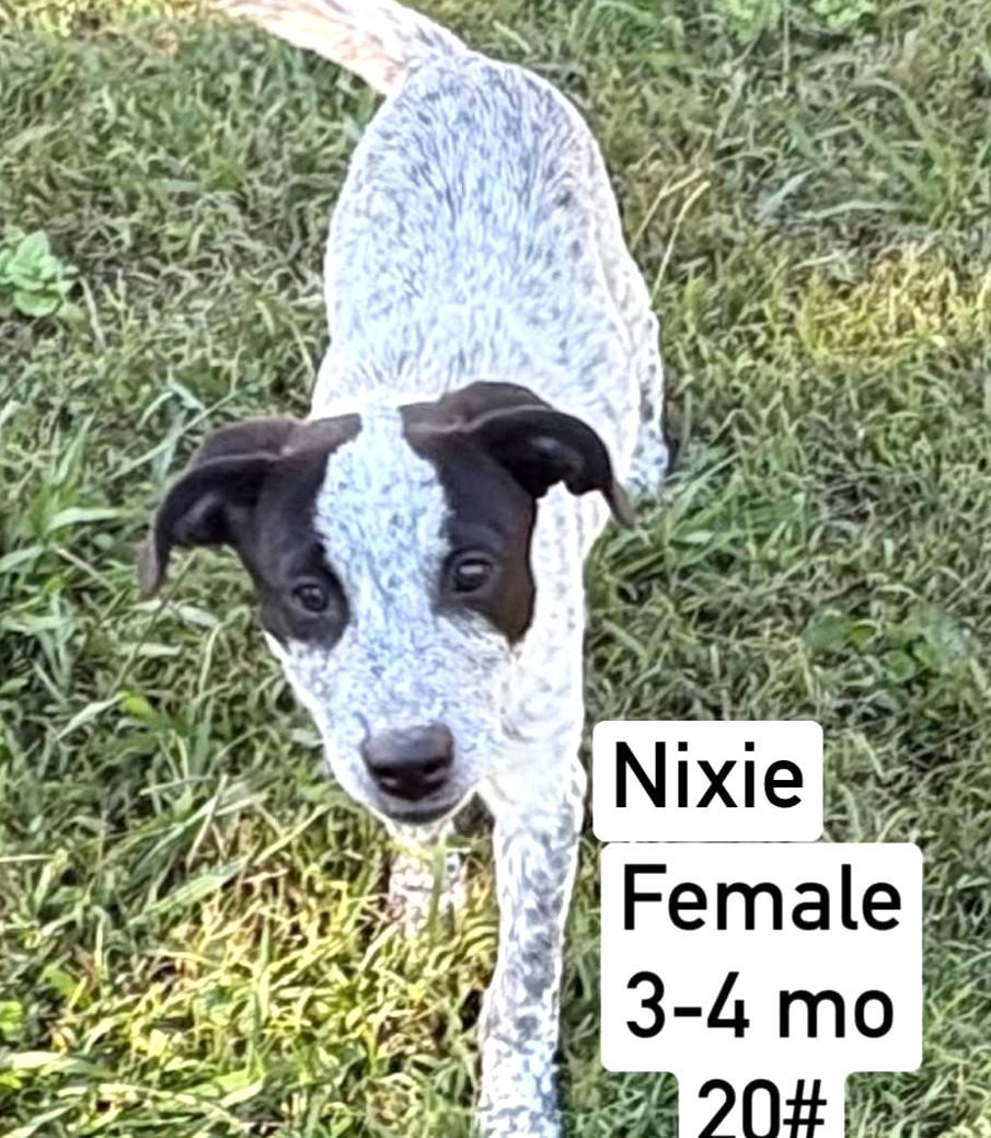 Enlarge Nixie-Availble www.lhar.dog to apply, a Adoptable mixed breed in Frederick, MD image 5/6