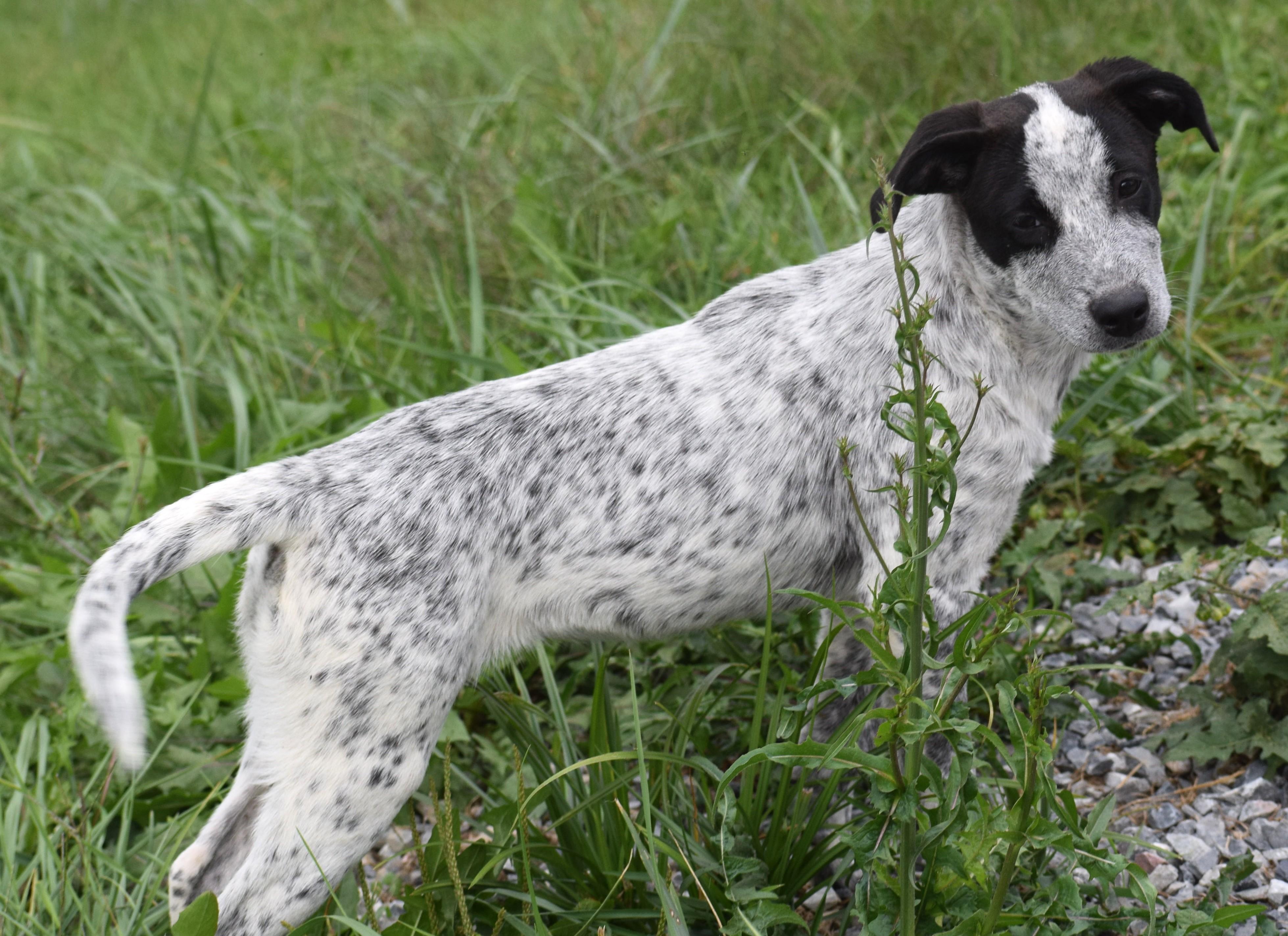 Enlarge Nixie-Availble www.lhar.dog to apply, a Adoptable mixed breed in Frederick, MD image 4/6
