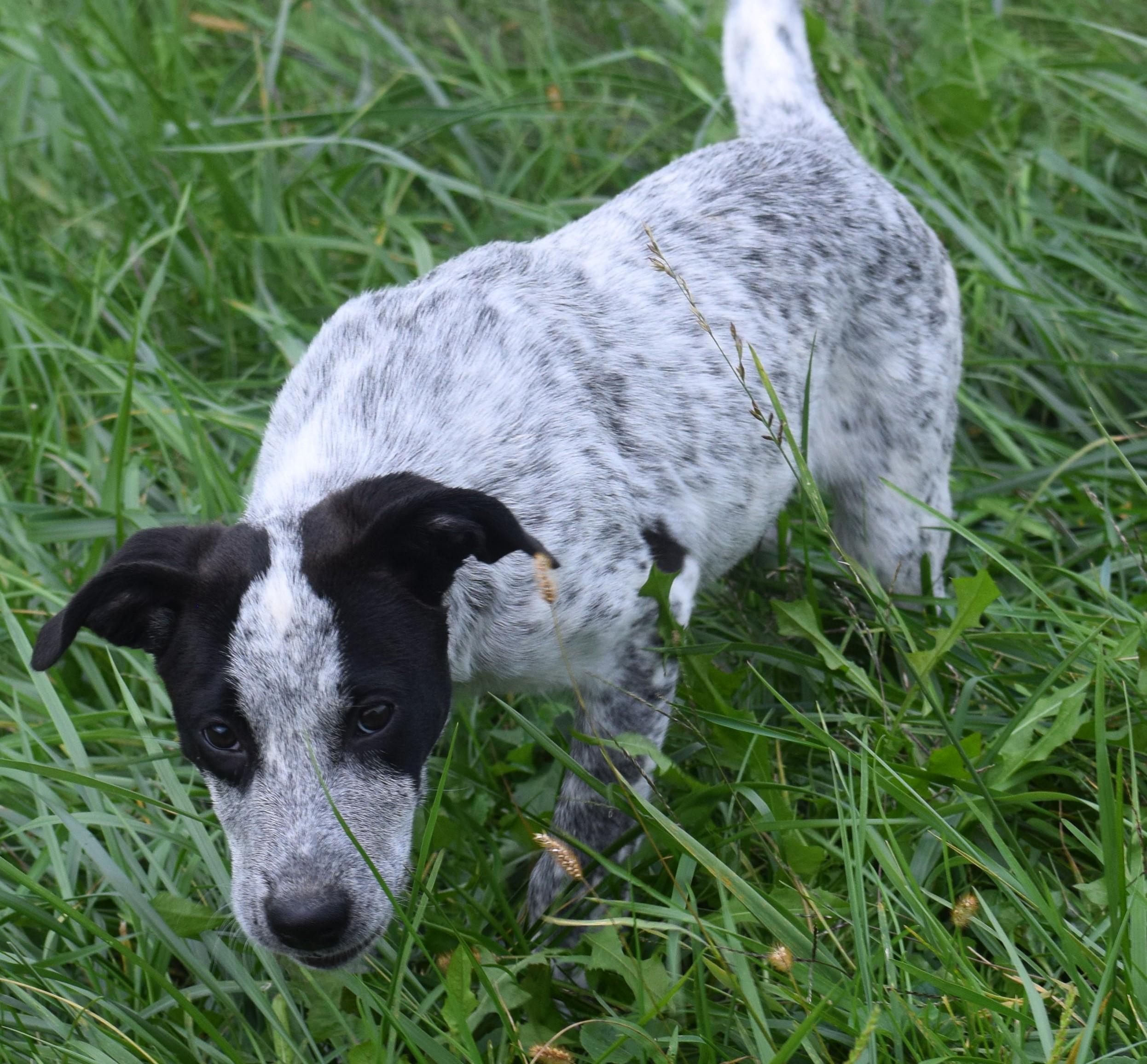 Enlarge Nixie-Availble www.lhar.dog to apply, a Adoptable mixed breed in Frederick, MD image 6/6