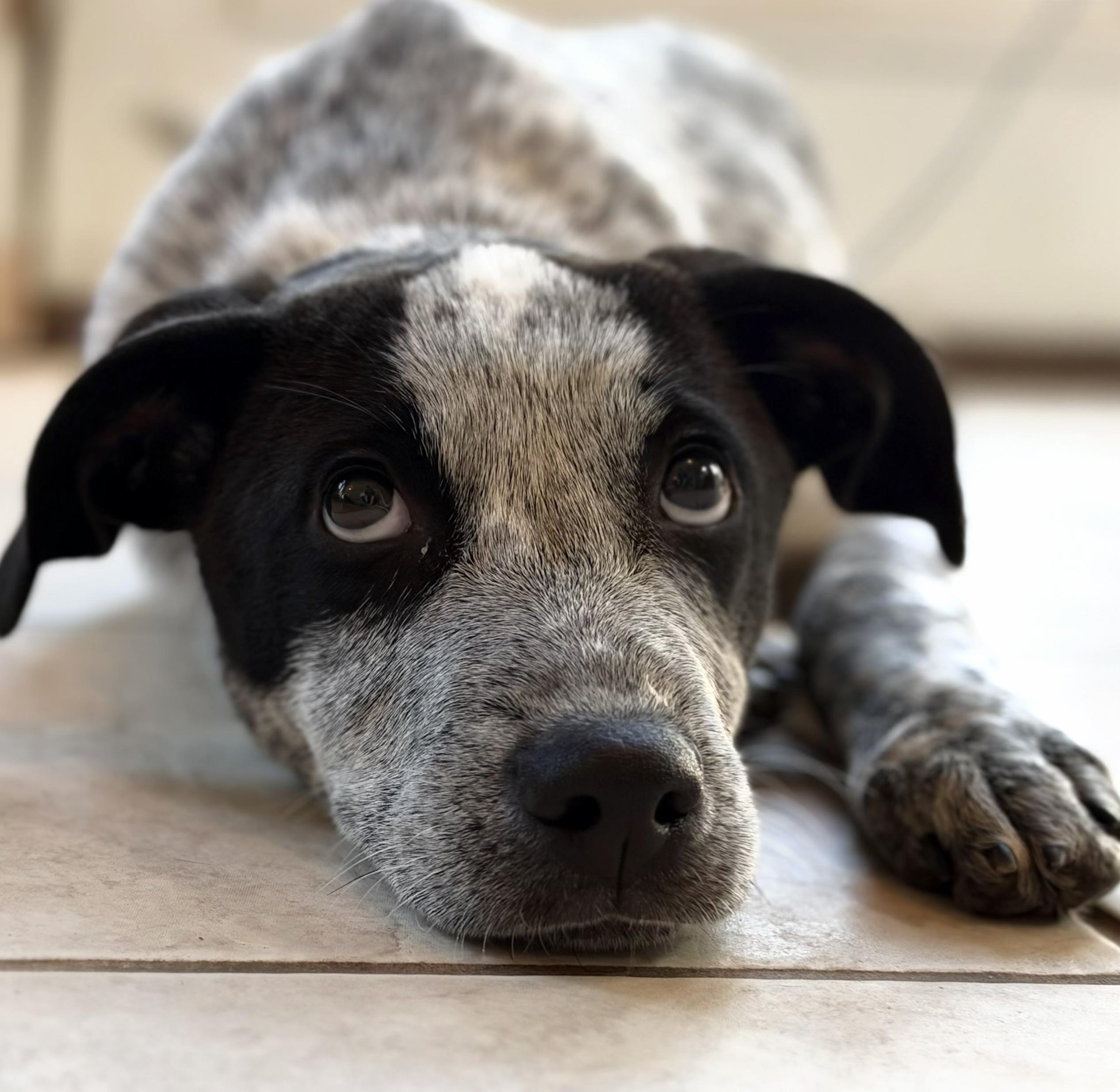 Enlarge Nixie-Availble www.lhar.dog to apply, a Adoptable mixed breed in Frederick, MD image 1/6