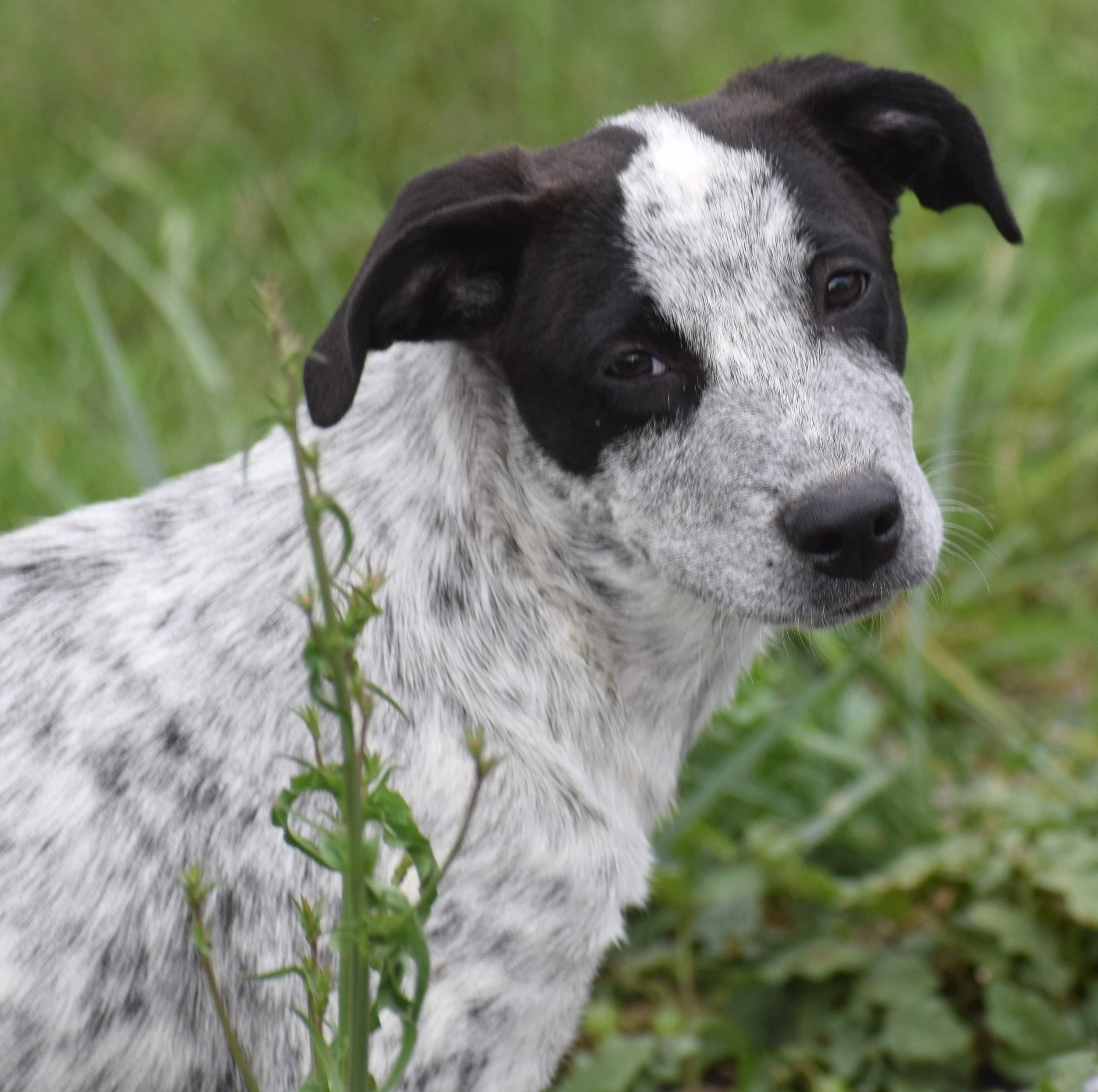 Enlarge Nixie-Availble www.lhar.dog to apply, a Adoptable mixed breed in Frederick, MD image 3/6