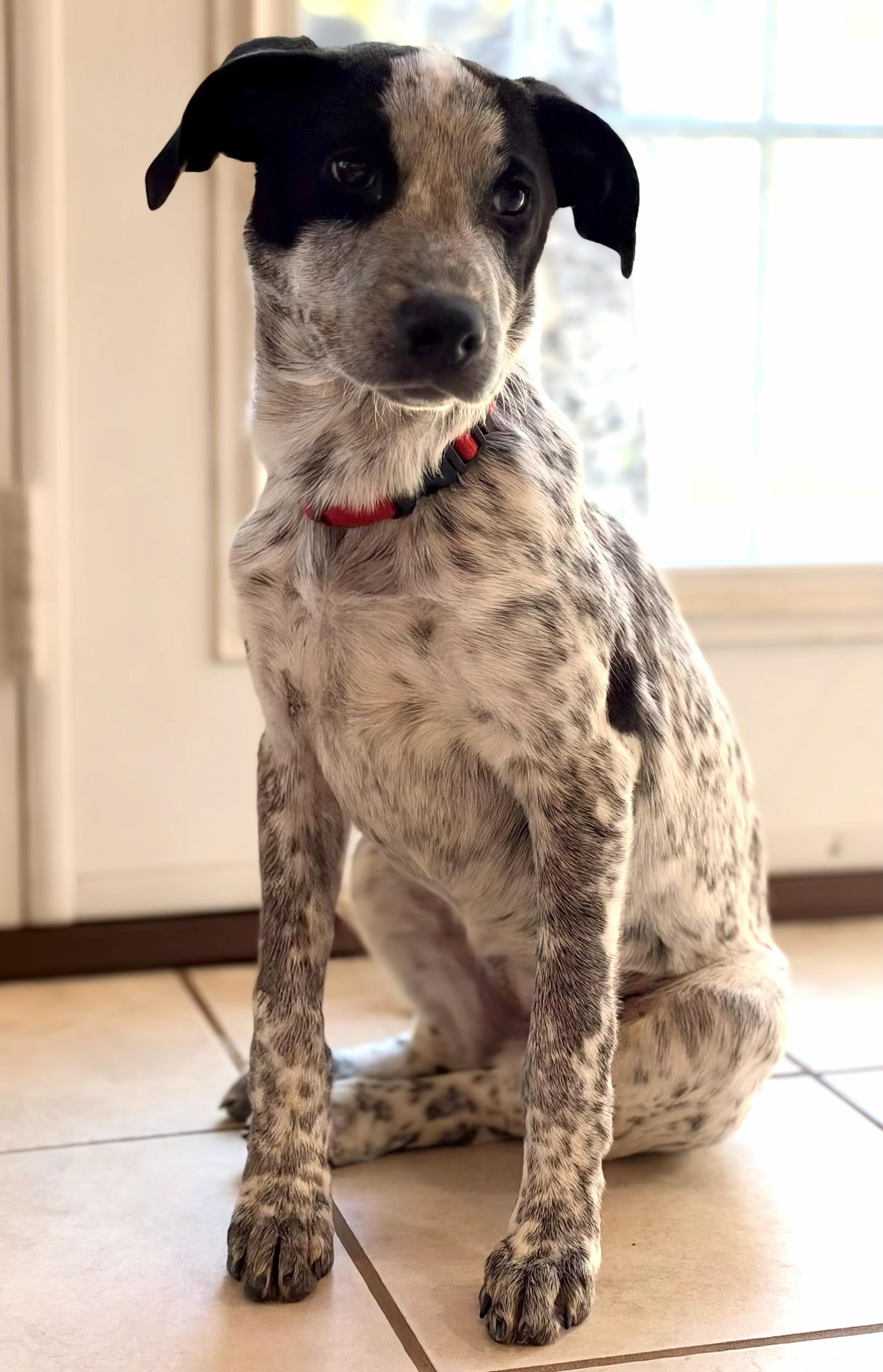 Enlarge Nixie-Availble www.lhar.dog to apply, a Adoptable mixed breed in Frederick, MD image 2/6