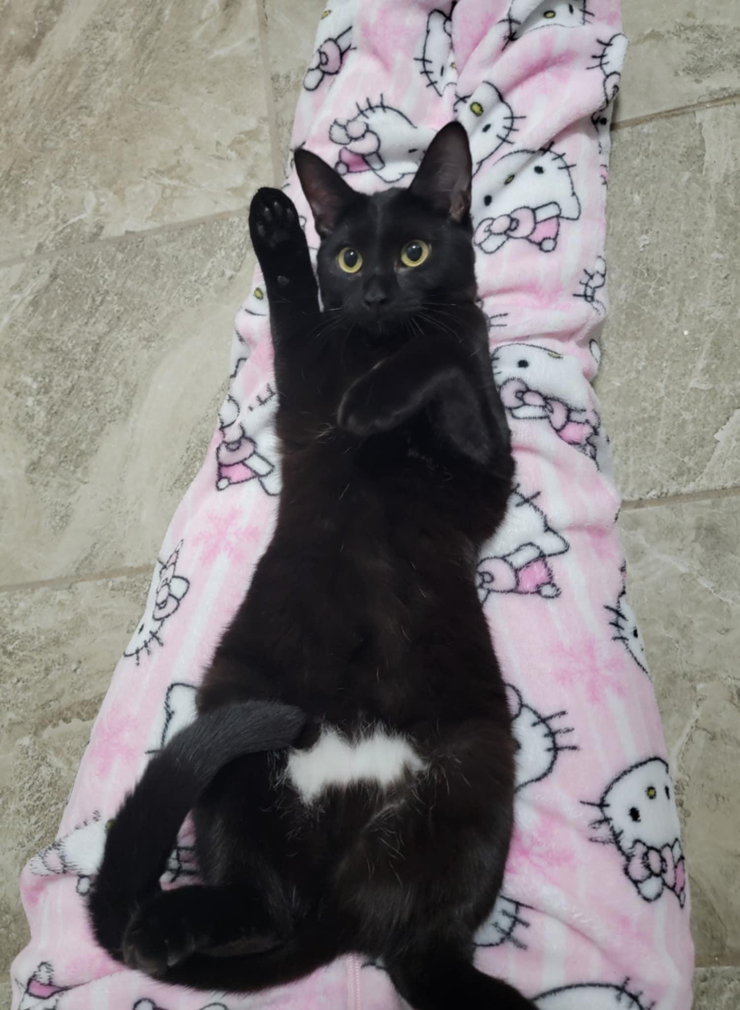 CORA, a ADOPTABLE Domestic Short Hair in Shakespeare, ON image 1/3