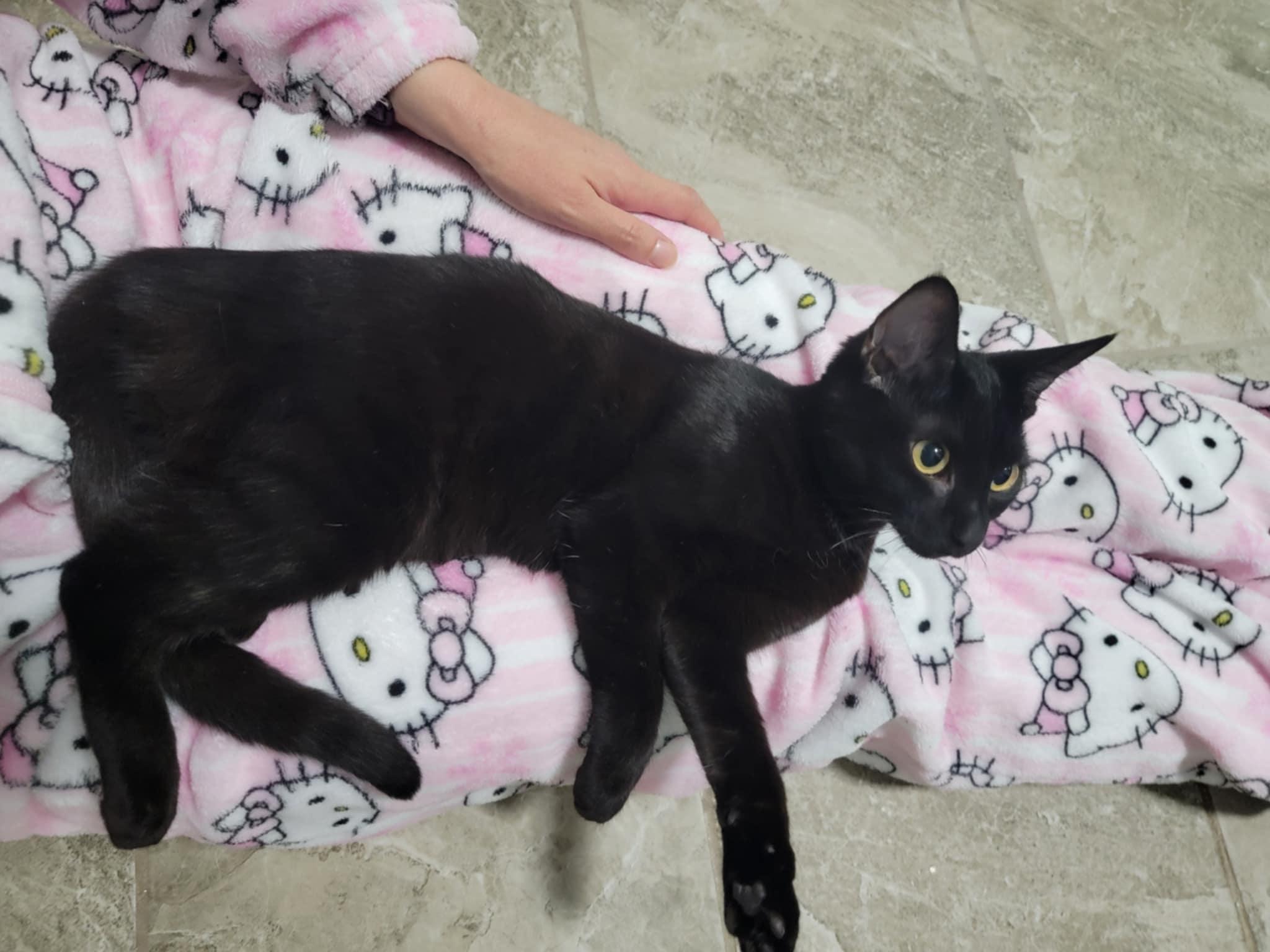 CORA, a ADOPTABLE Domestic Short Hair in Shakespeare, ON image 3/3