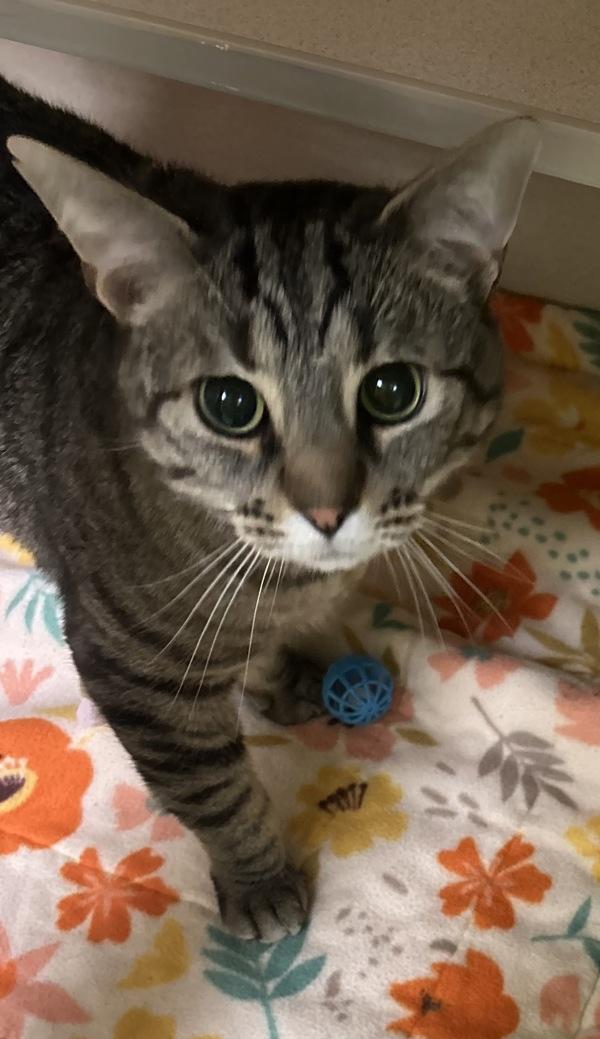 Marmaduke, a Adoptable mixed breed in Silverdale, WA image 1/2