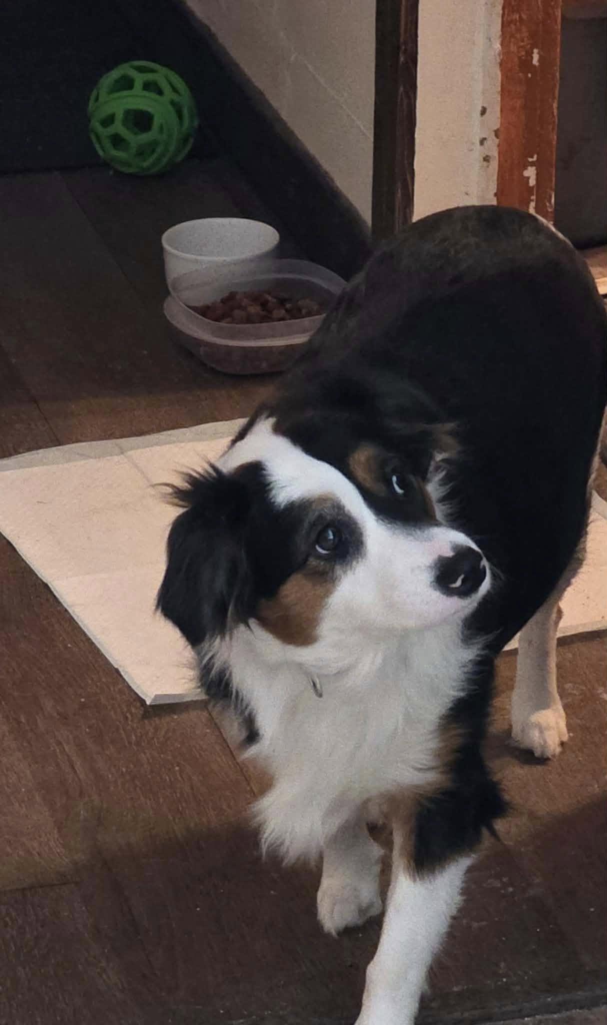 Mazy (1yo,35lbs), Adopted, Adult Female Australian Shepherd.