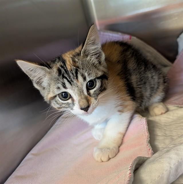 Yarnaby A214931, adopted, Kitten Female Calico.