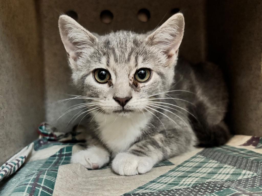 Enlarge Breanna, a Adoptable mixed breed in Powell, OH image 1/1