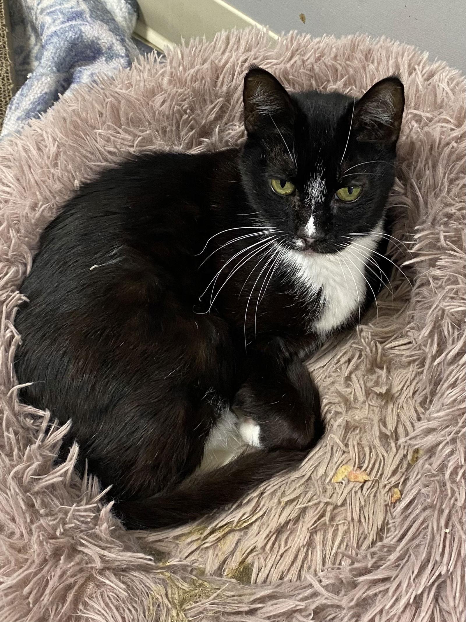 Aoibheann, a Adoptable Domestic Short Hair image 2/3