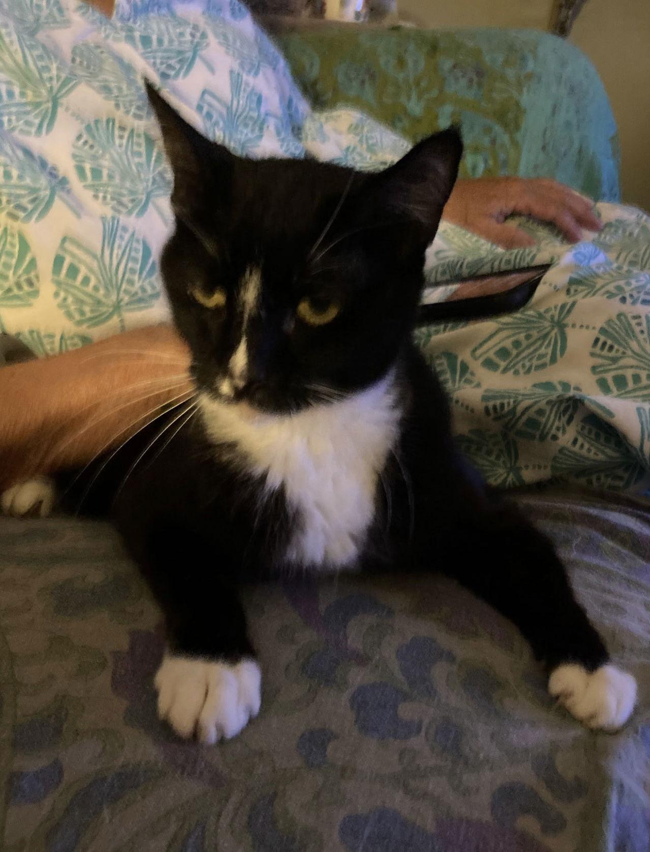 Aoibheann, a Adoptable Domestic Short Hair image 3/3