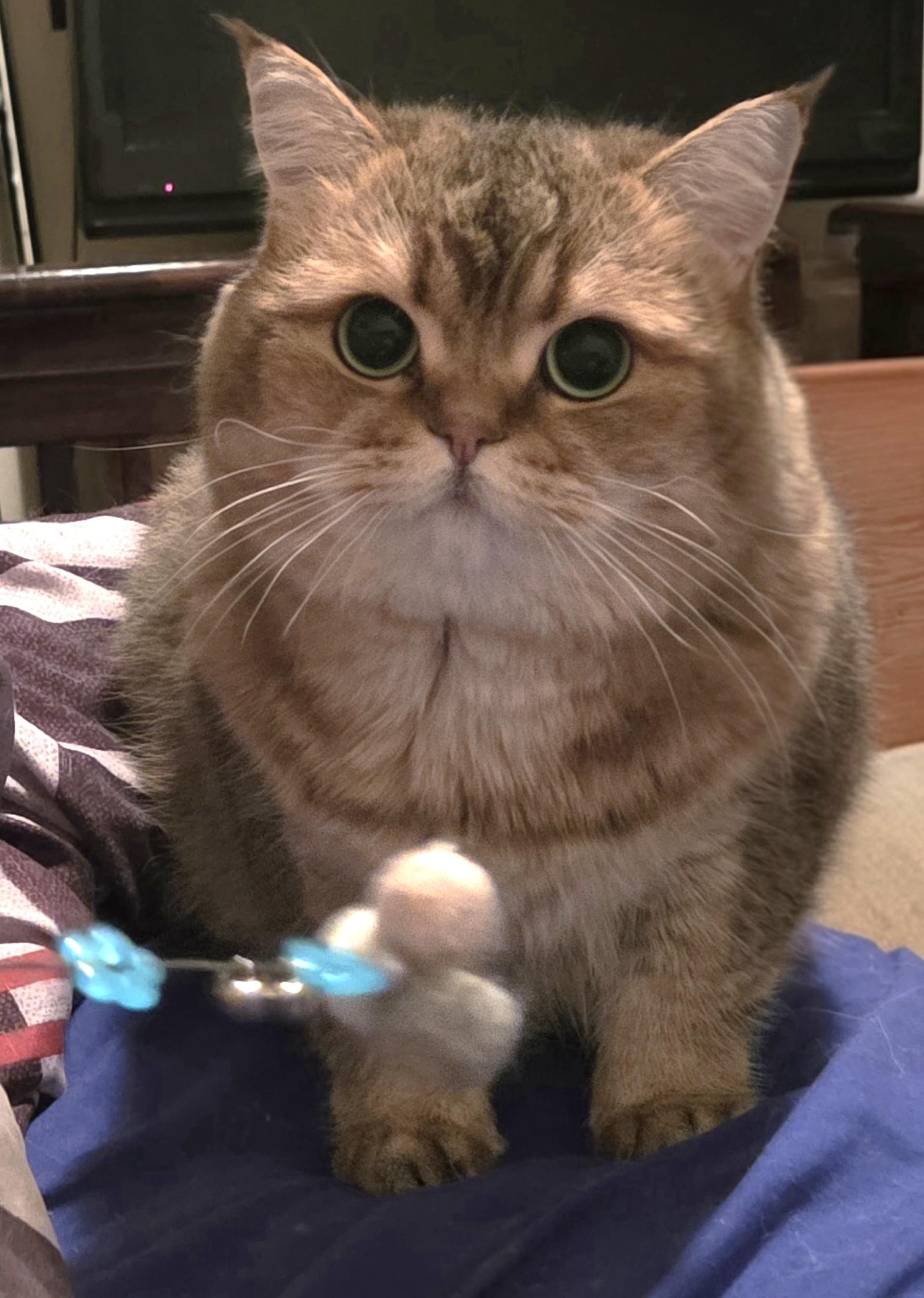 Oreo, adopted, Adult Male British Shorthair.