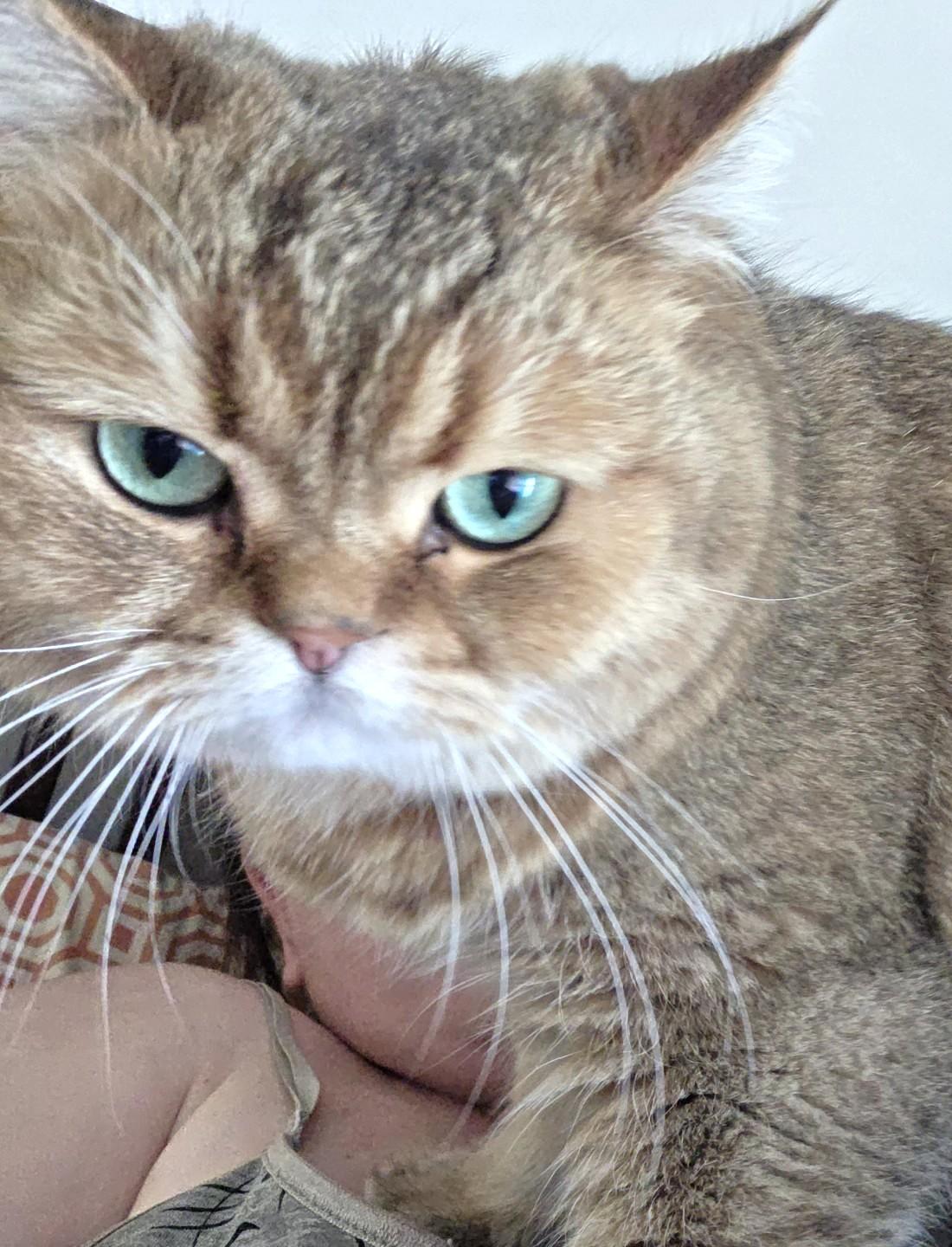 Enlarge Oreo, an adopted British Shorthair in Stoney Creek, ON image 2/6