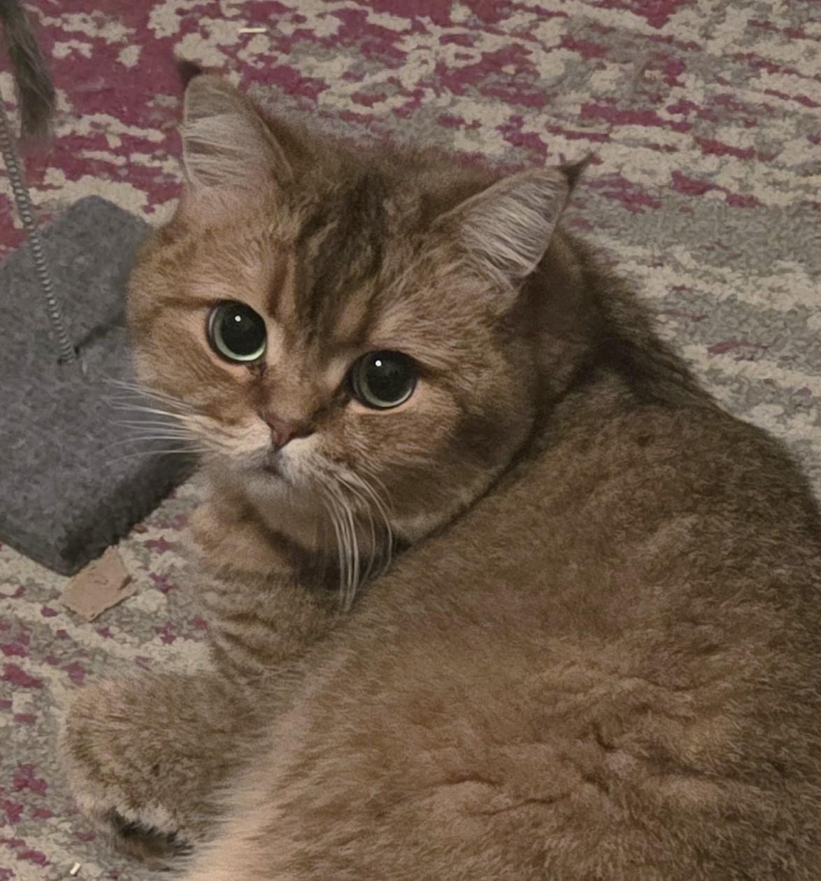 Enlarge Oreo, an adopted British Shorthair in Stoney Creek, ON image 3/6