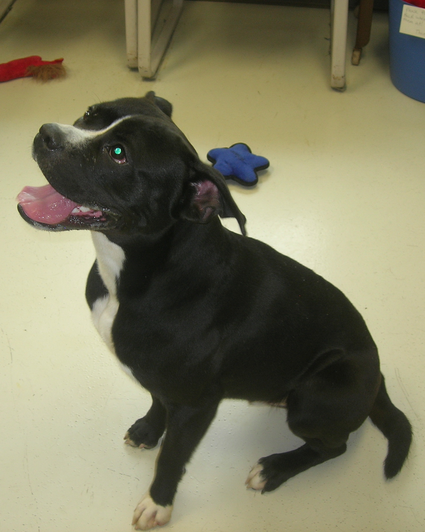 Clark, a Adoptable Mixed Breed image 1/4