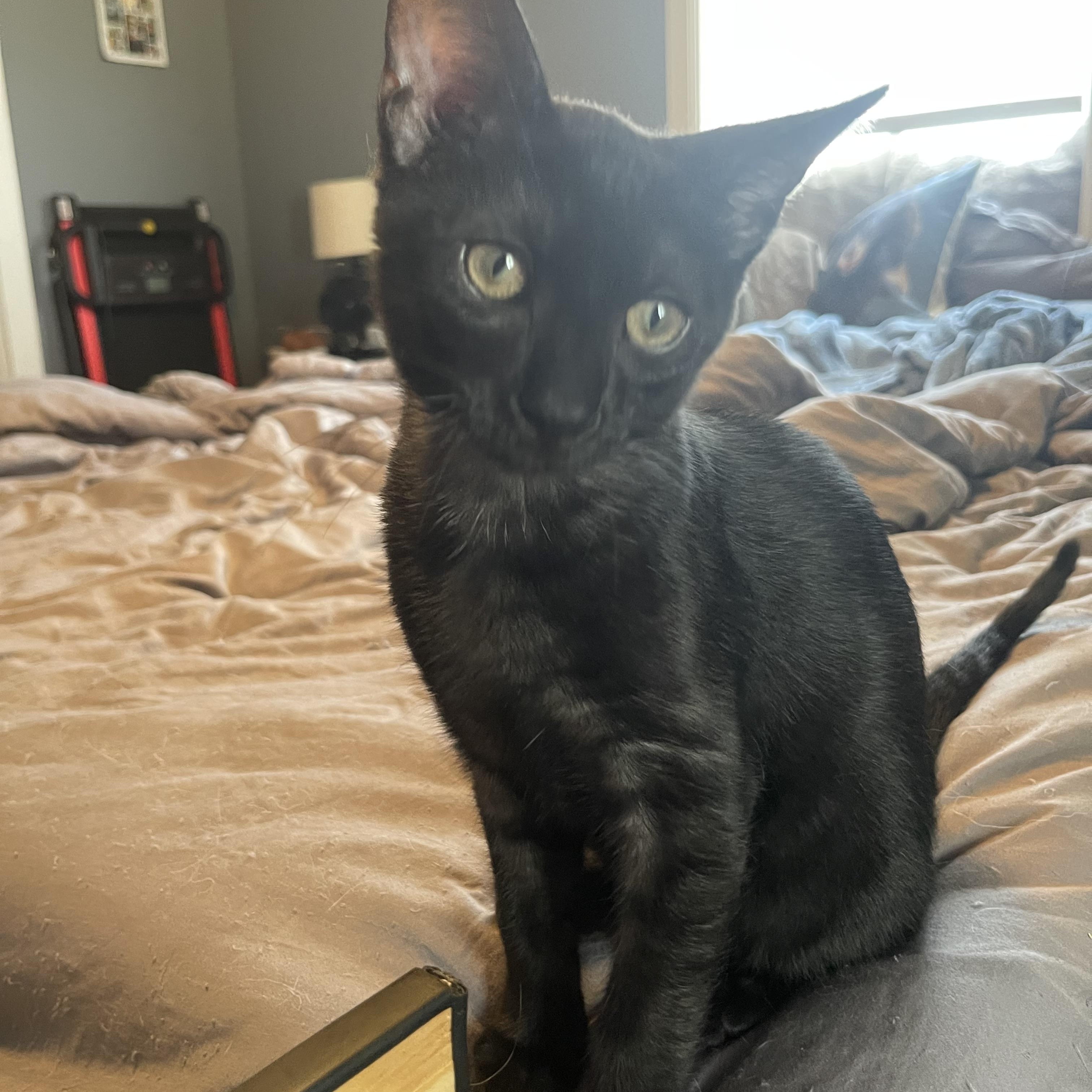 PJ, a Adoptable Domestic Short Hair in Bourbonnais, IL image 1/6