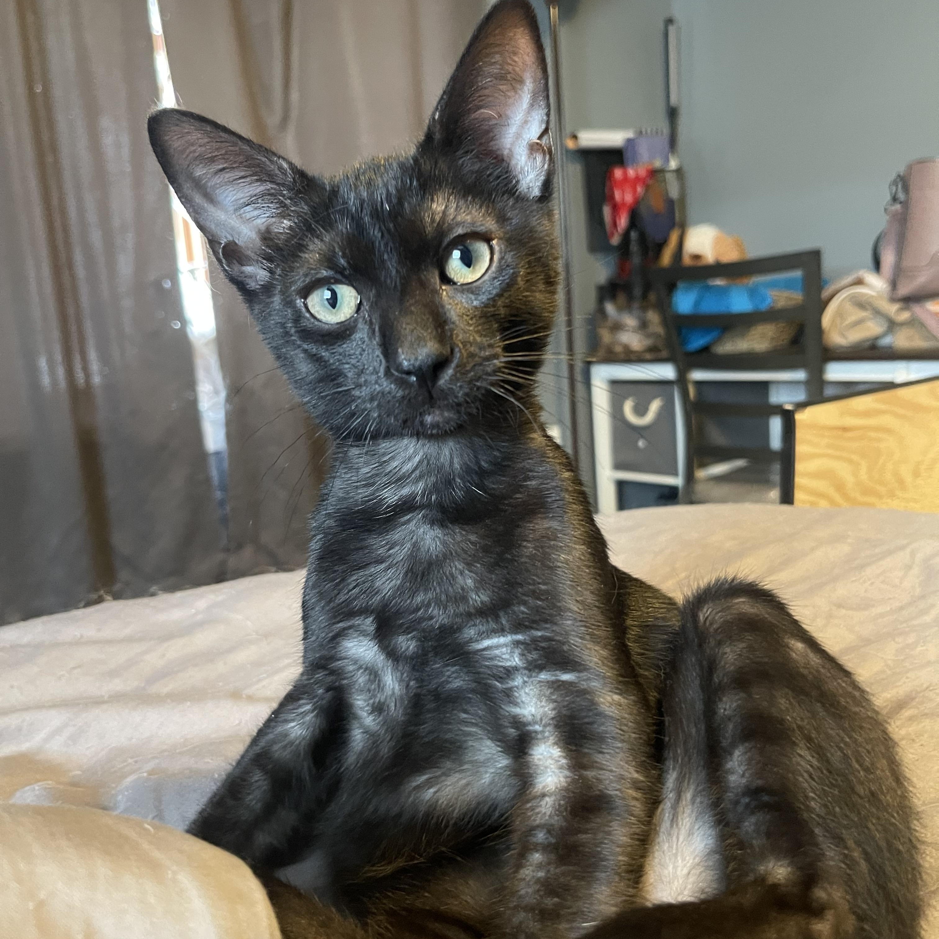 PJ, a Adoptable Domestic Short Hair in Bourbonnais, IL image 2/6