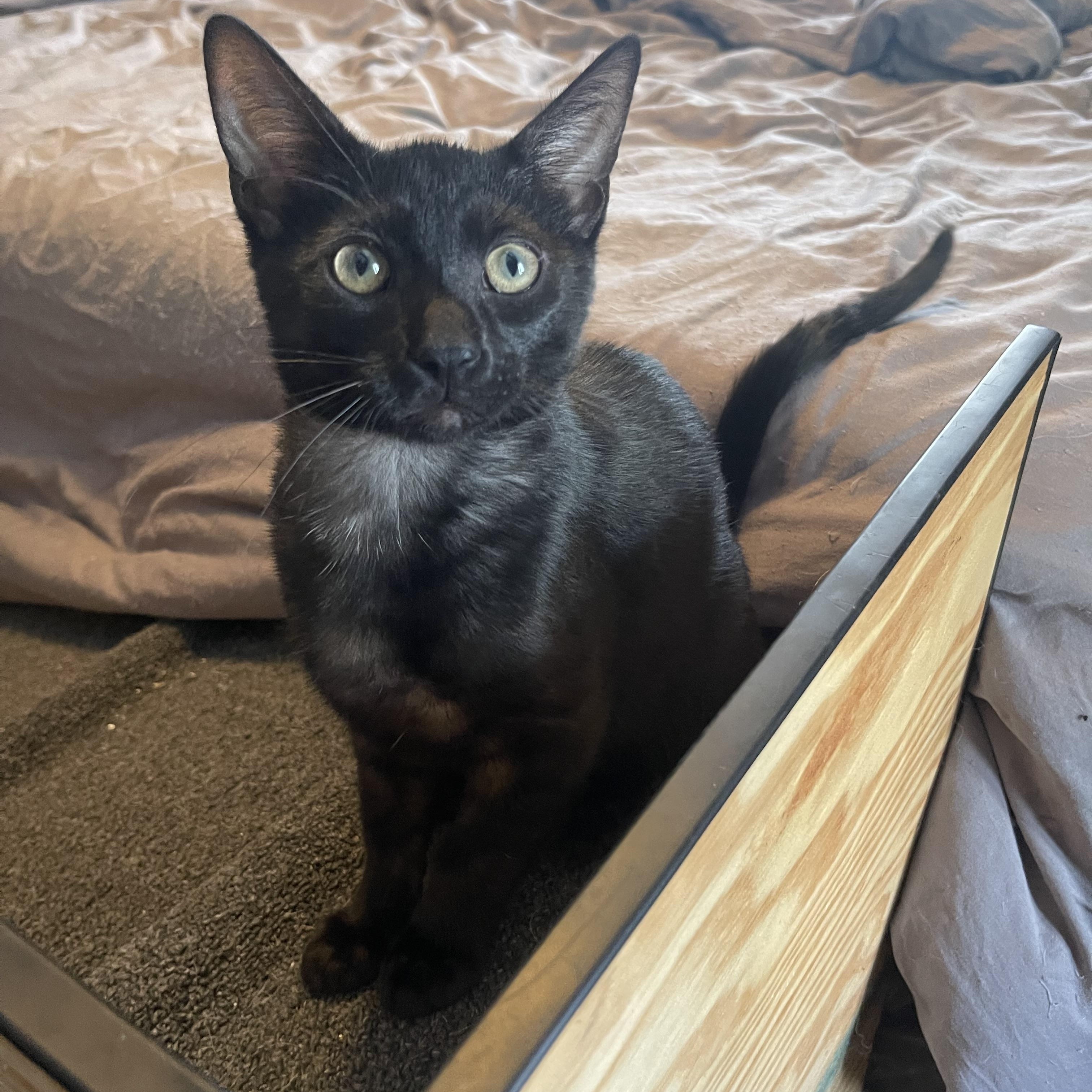 PJ, a Adoptable Domestic Short Hair in Bourbonnais, IL image 3/6