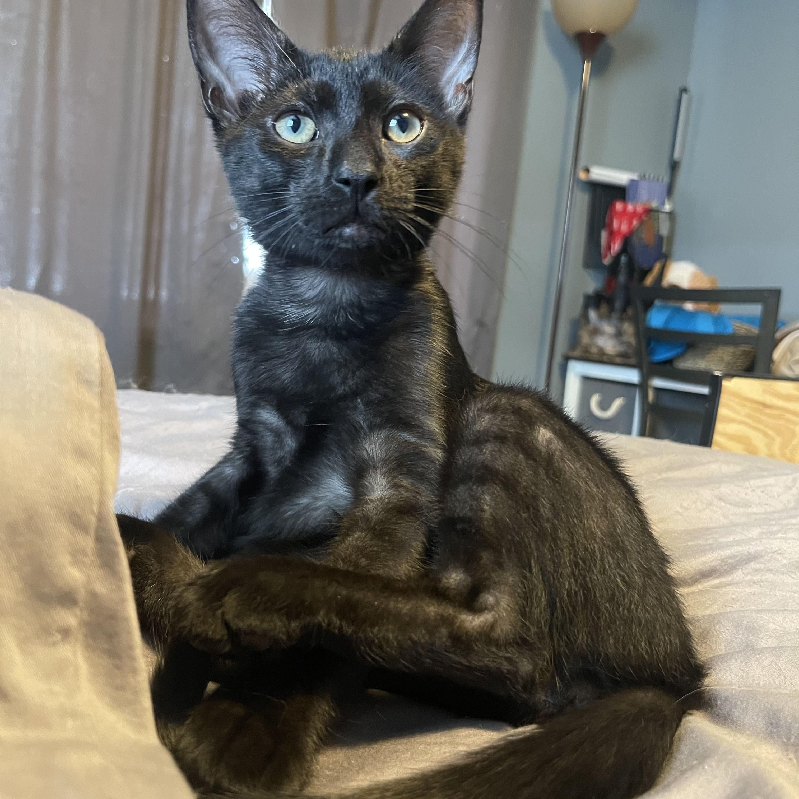 PJ, a Adoptable Domestic Short Hair in Bourbonnais, IL image 4/6