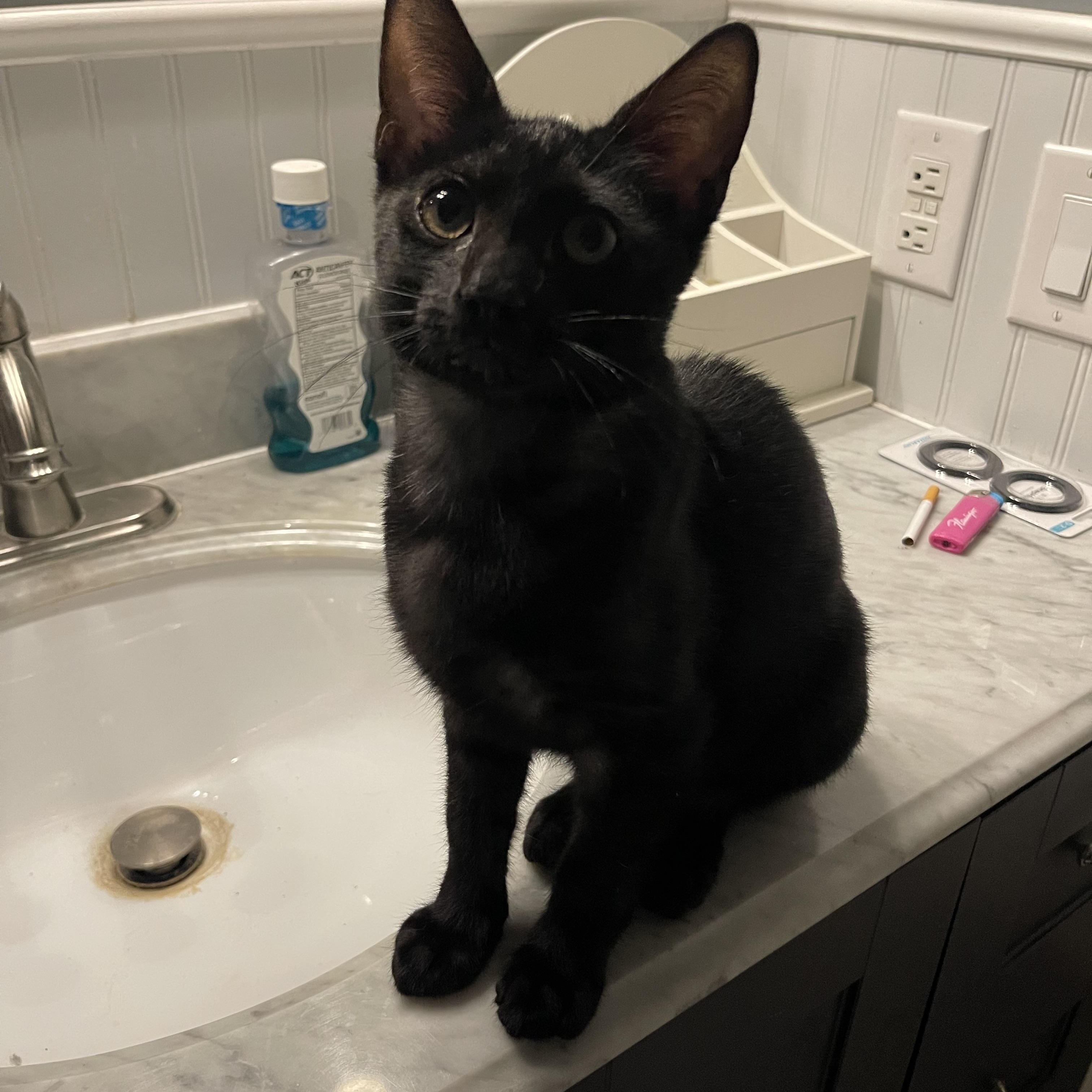 PJ, a Adoptable Domestic Short Hair in Bourbonnais, IL image 5/6