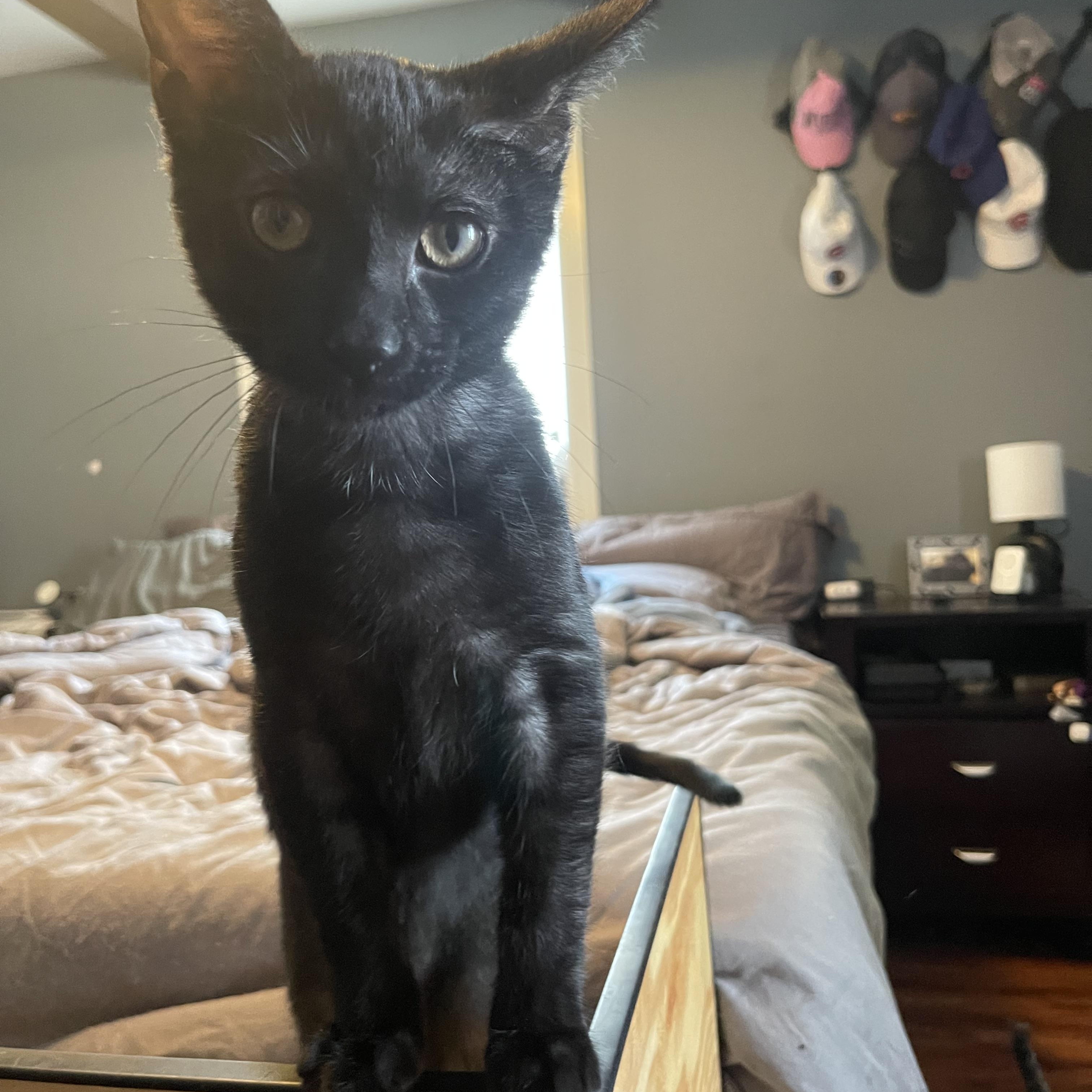 PJ, a Adoptable Domestic Short Hair in Bourbonnais, IL image 6/6