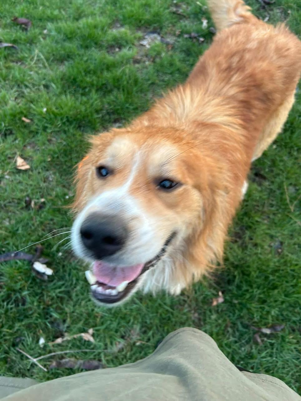 Denver, Adoptable, Adult Male Mixed Breed.