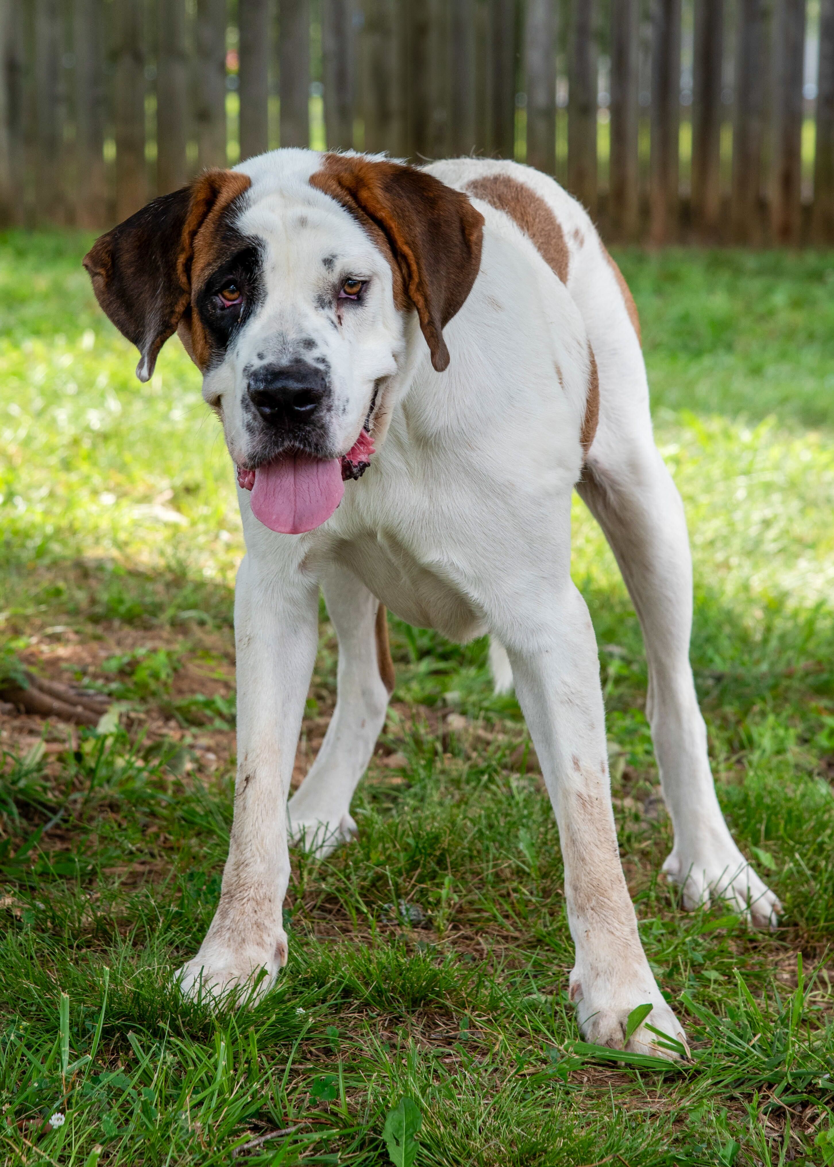 Dog for adoption Missy, a Saint Bernard in Madison, WI Petfinder