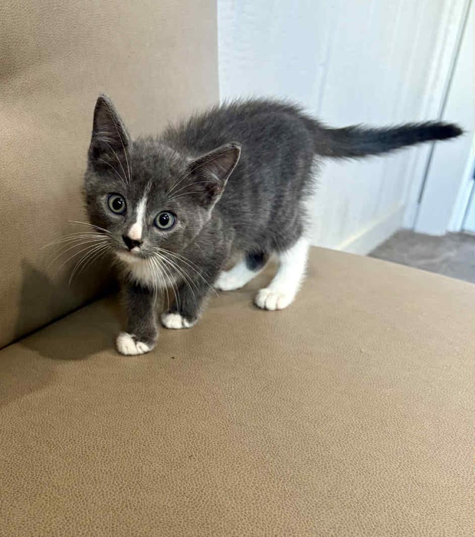 Louie - In Foster
