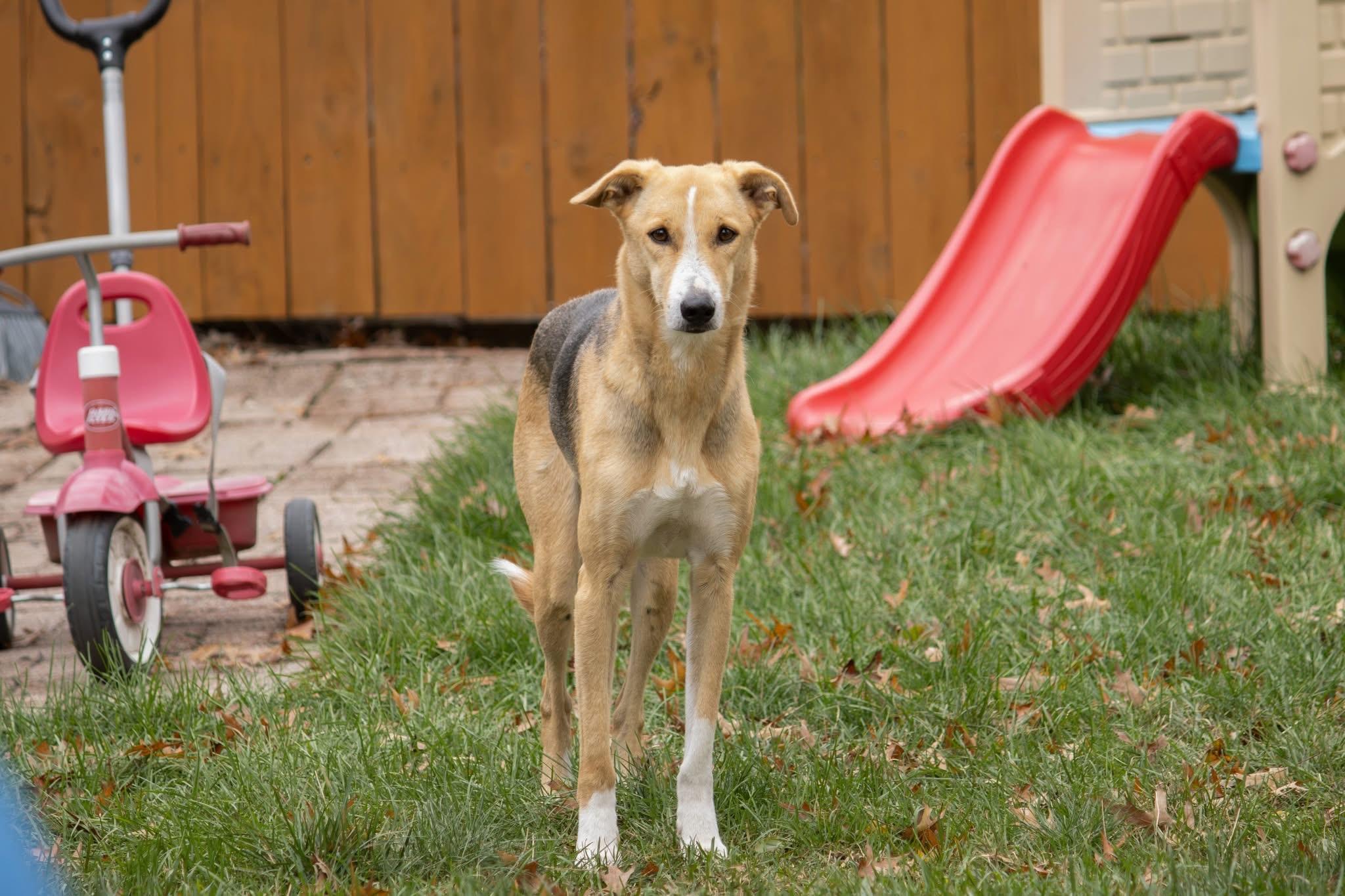Enlarge Minnie, a ADOPTABLE mixed breed in Bethel Park, PA image 4/4