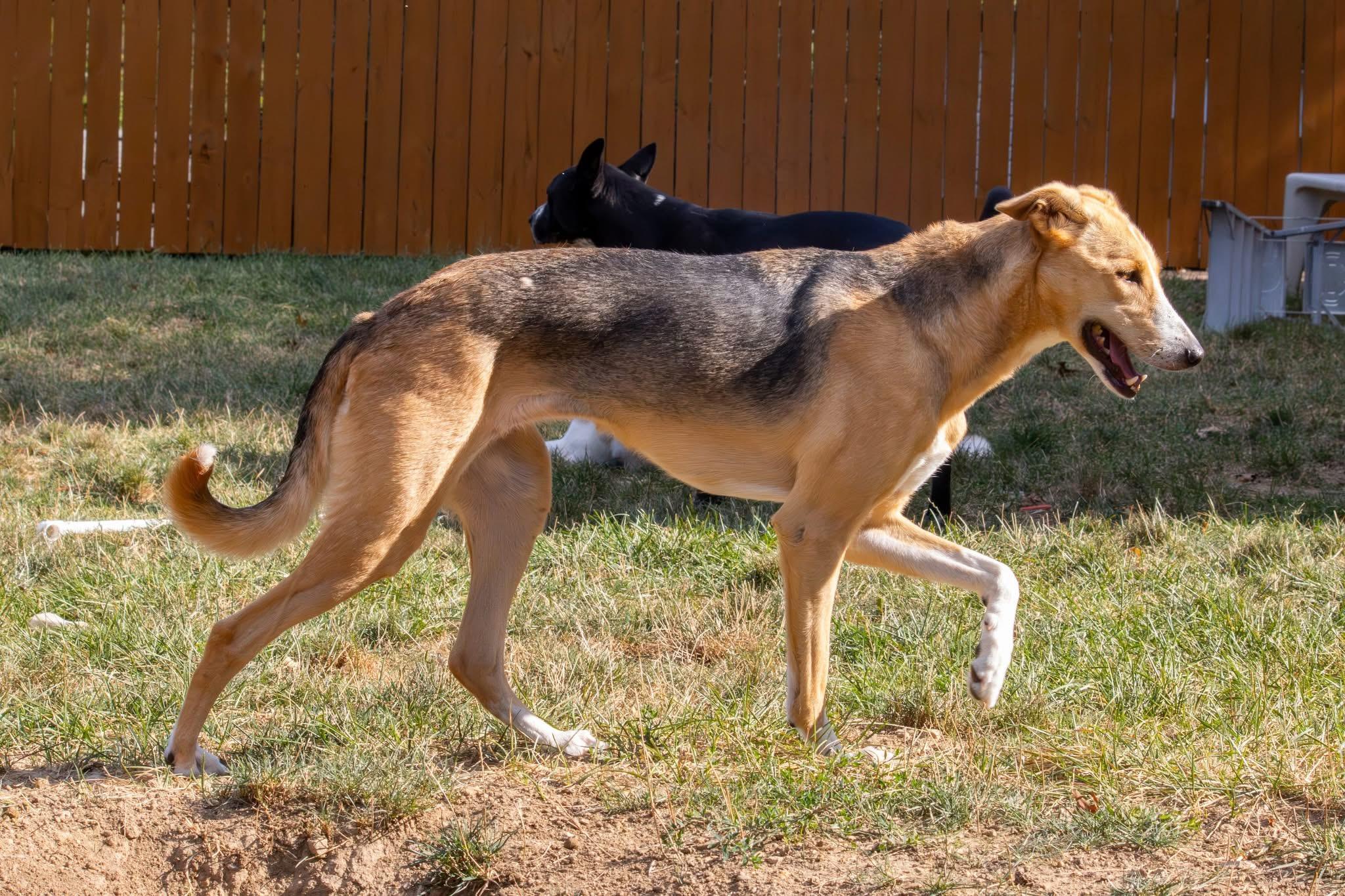Enlarge Minnie, a ADOPTABLE mixed breed in Bethel Park, PA image 3/4