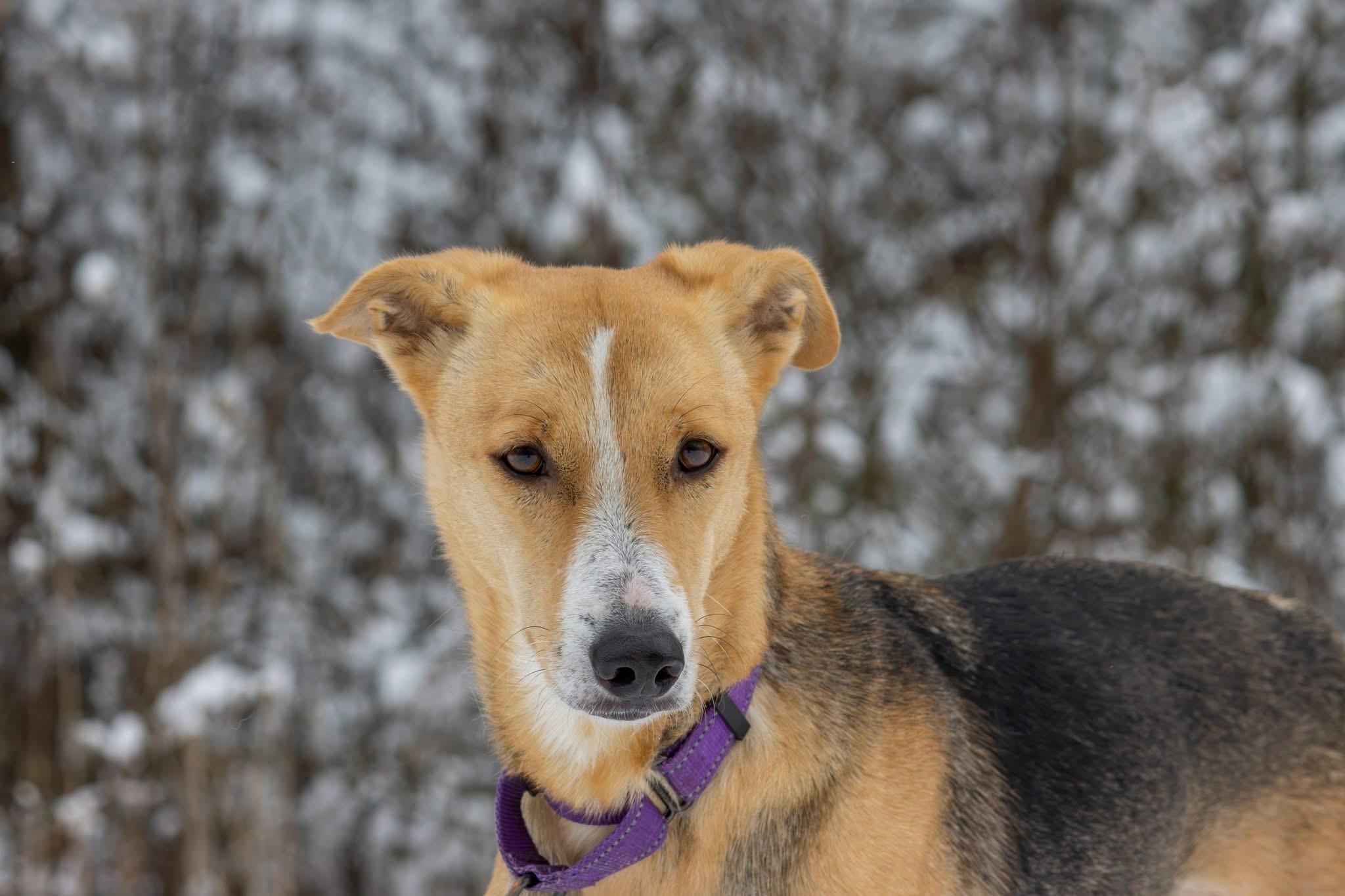 Enlarge Minnie, a ADOPTABLE mixed breed in Bethel Park, PA image 2/4