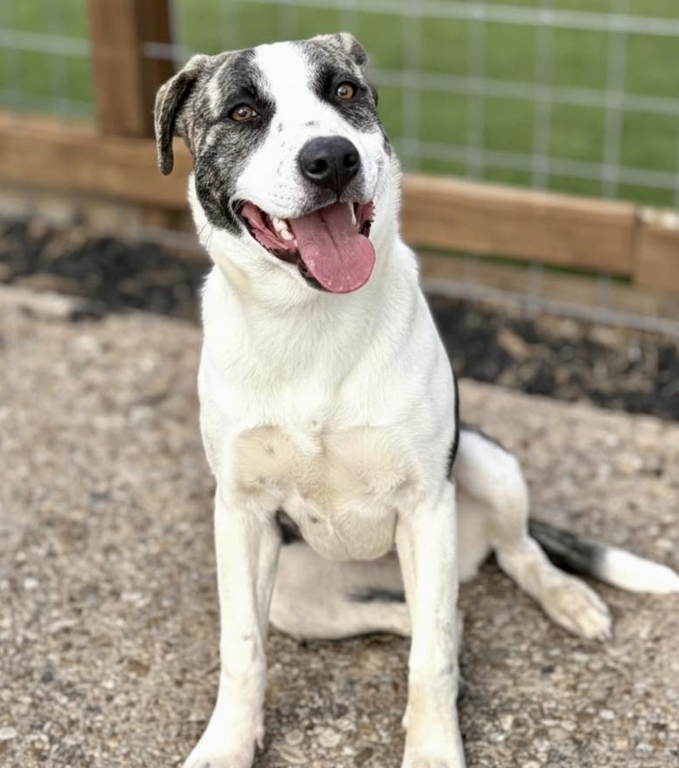 Enlarge Bali, a Adoptable Mixed Breed in Boston, MA image 5/5