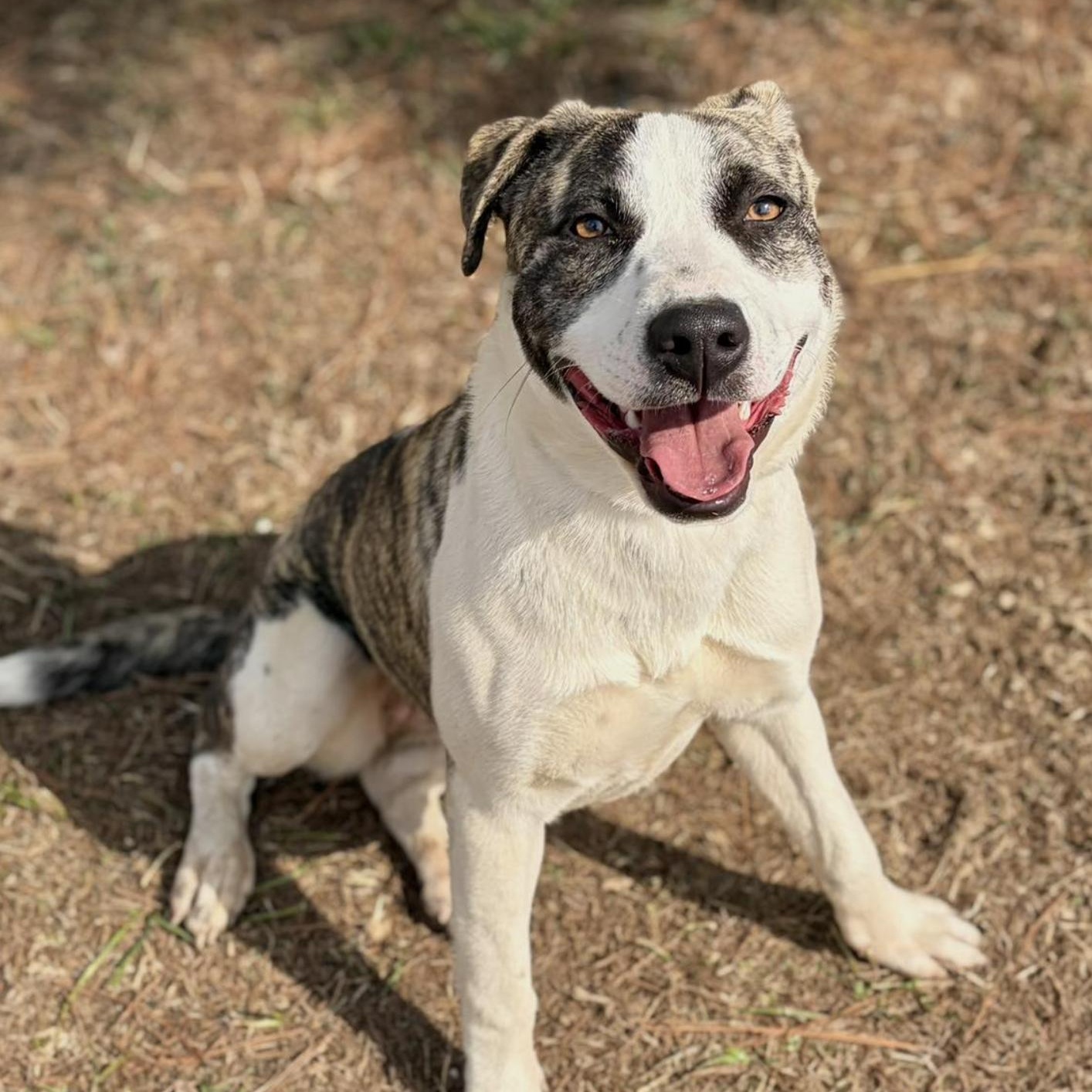 Enlarge Bali, a Adoptable Mixed Breed in Boston, MA image 1/5