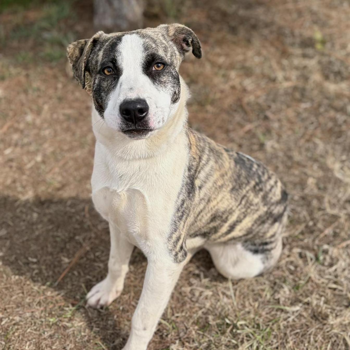 Enlarge Bali, a Adoptable Mixed Breed in Boston, MA image 3/5