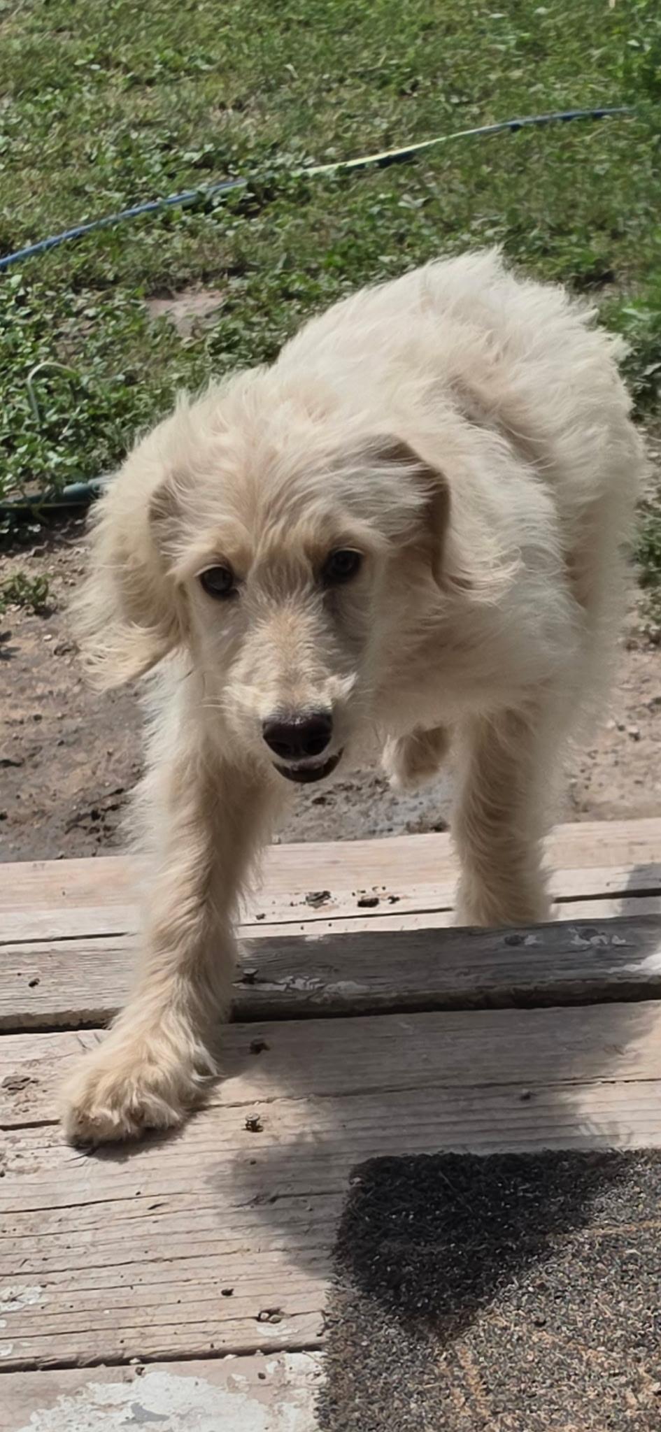 Enlarge Lightening, an adopted Aussiedoodle in Manchester, NH image 6/6