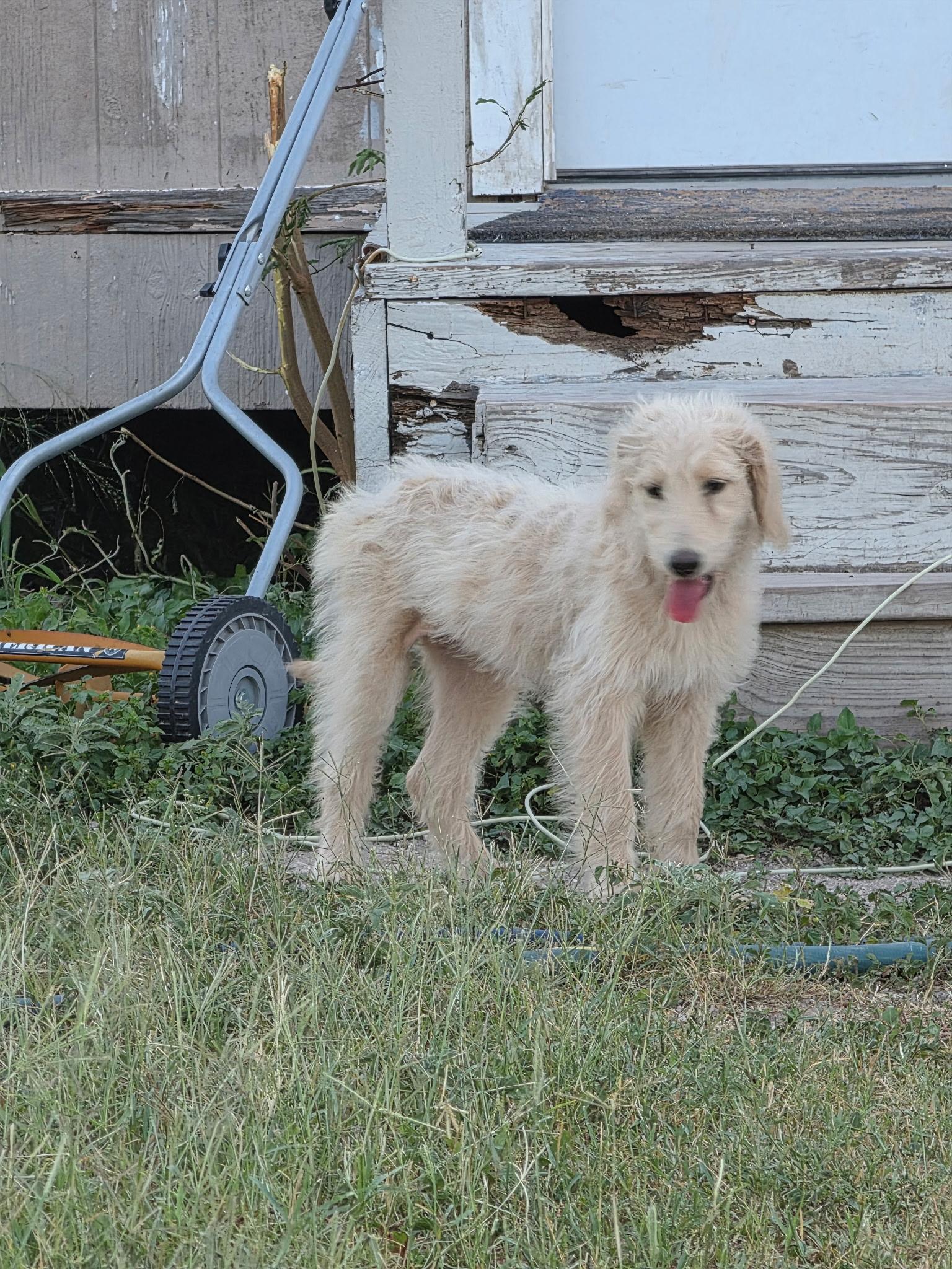 Lightening, adopted, Puppy Female Aussiedoodle.
