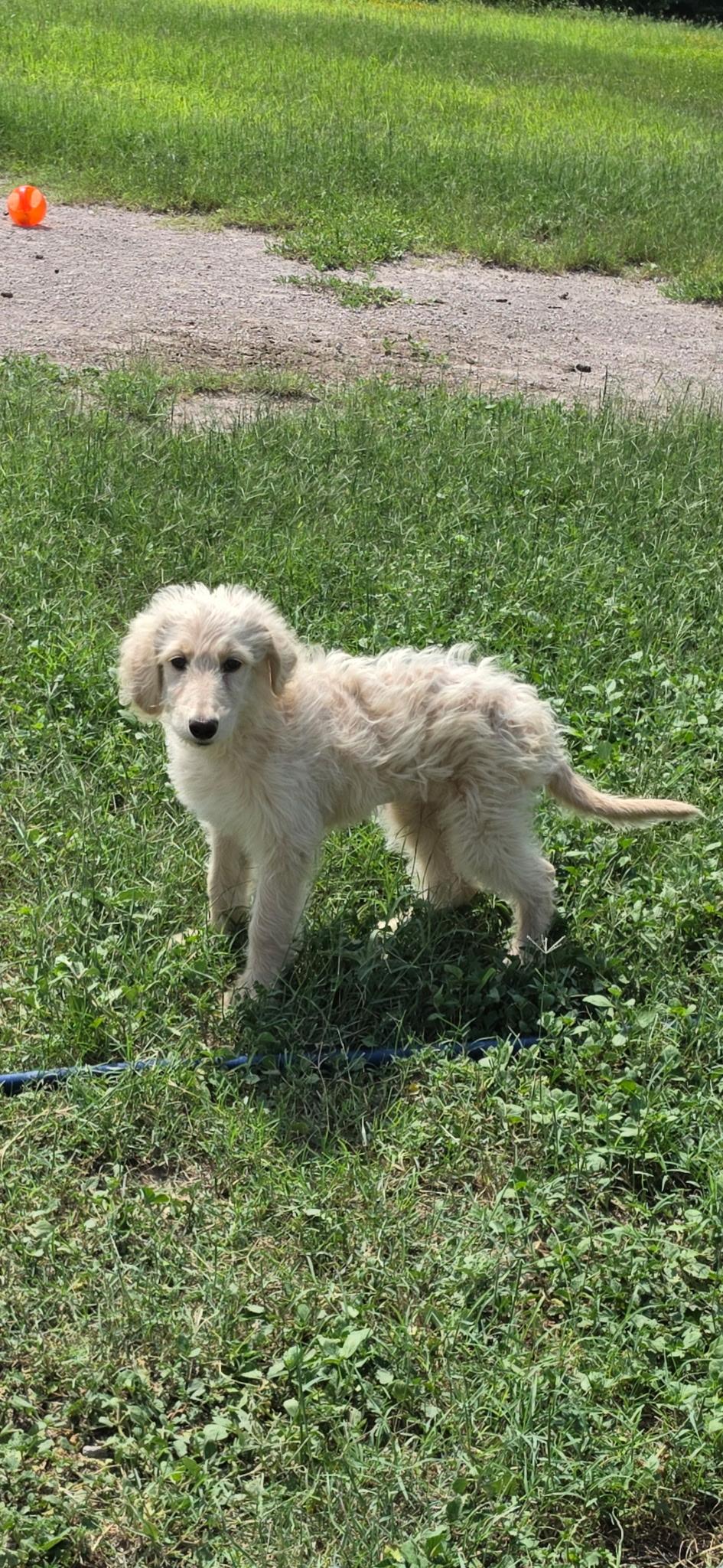 Enlarge Lightening, an adopted Aussiedoodle in Manchester, NH image 4/6
