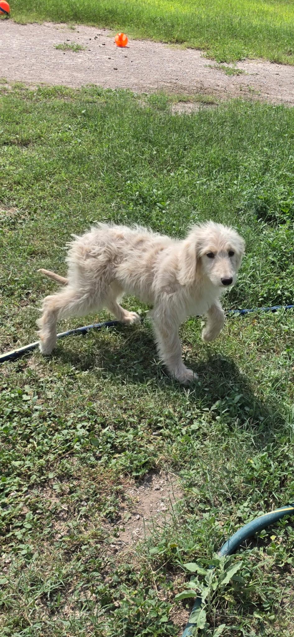 Enlarge Lightening, an adopted Aussiedoodle in Manchester, NH image 5/6