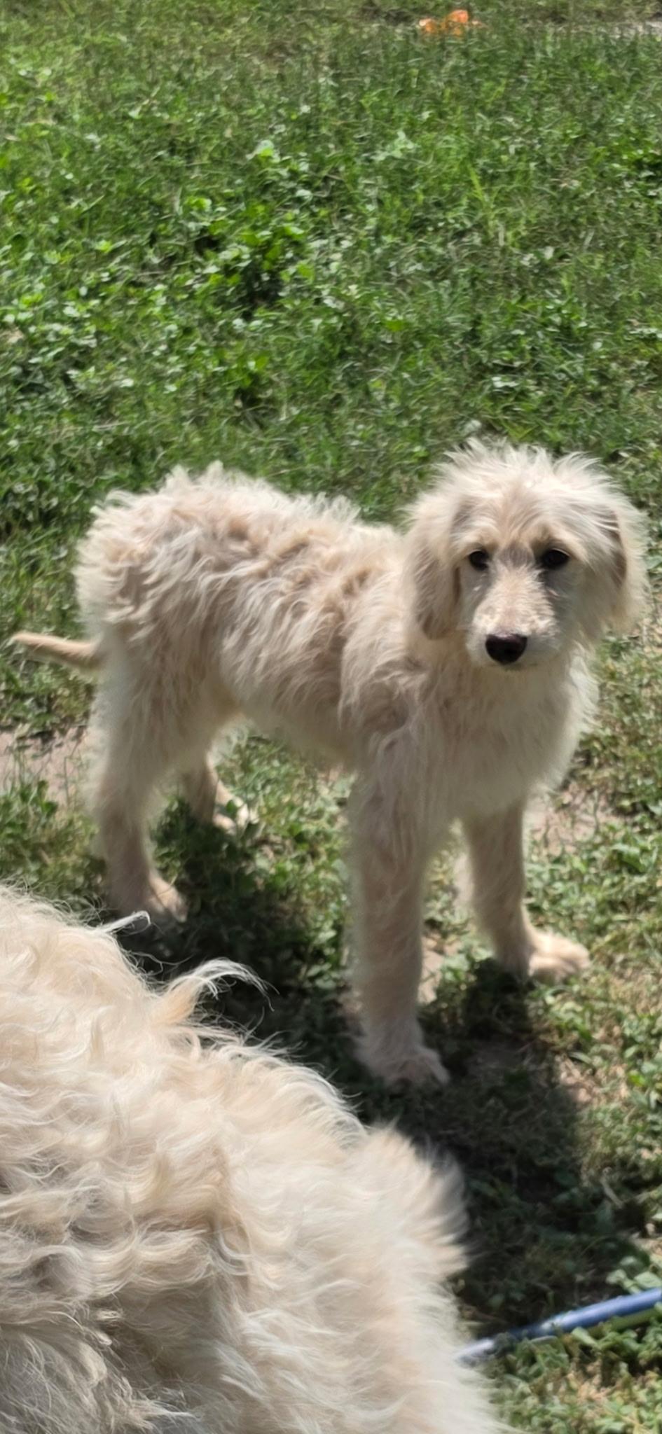 Enlarge Lightening, an adopted Aussiedoodle in Manchester, NH image 2/6