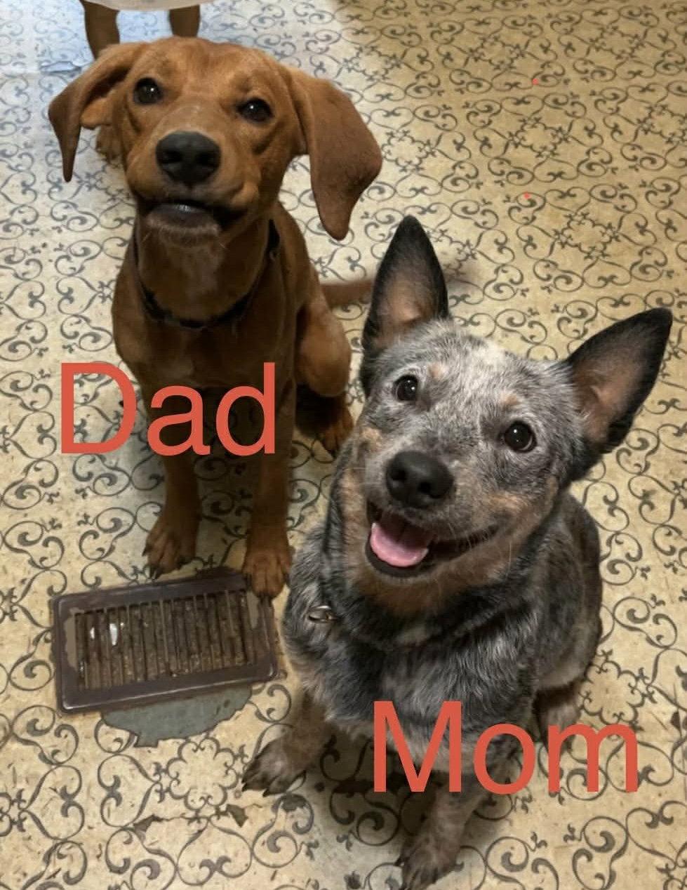 Enlarge Butterscotch, a Adoptable mixed breed in Raleigh, NC image 1/3