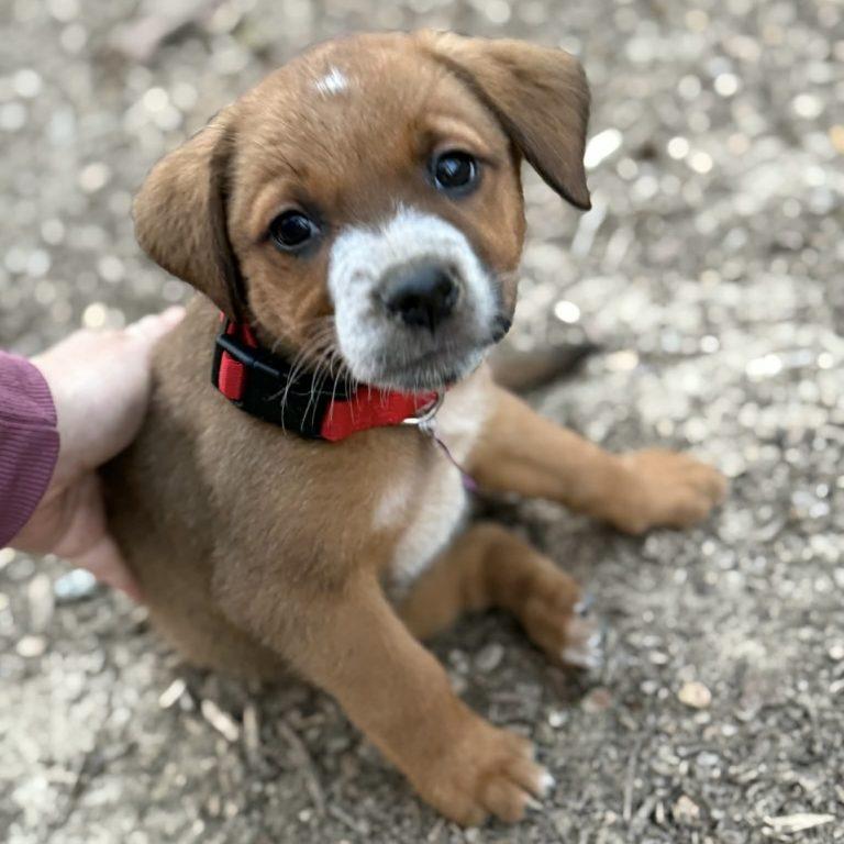 Enlarge Butterscotch, a Adoptable mixed breed in Raleigh, NC image 2/3